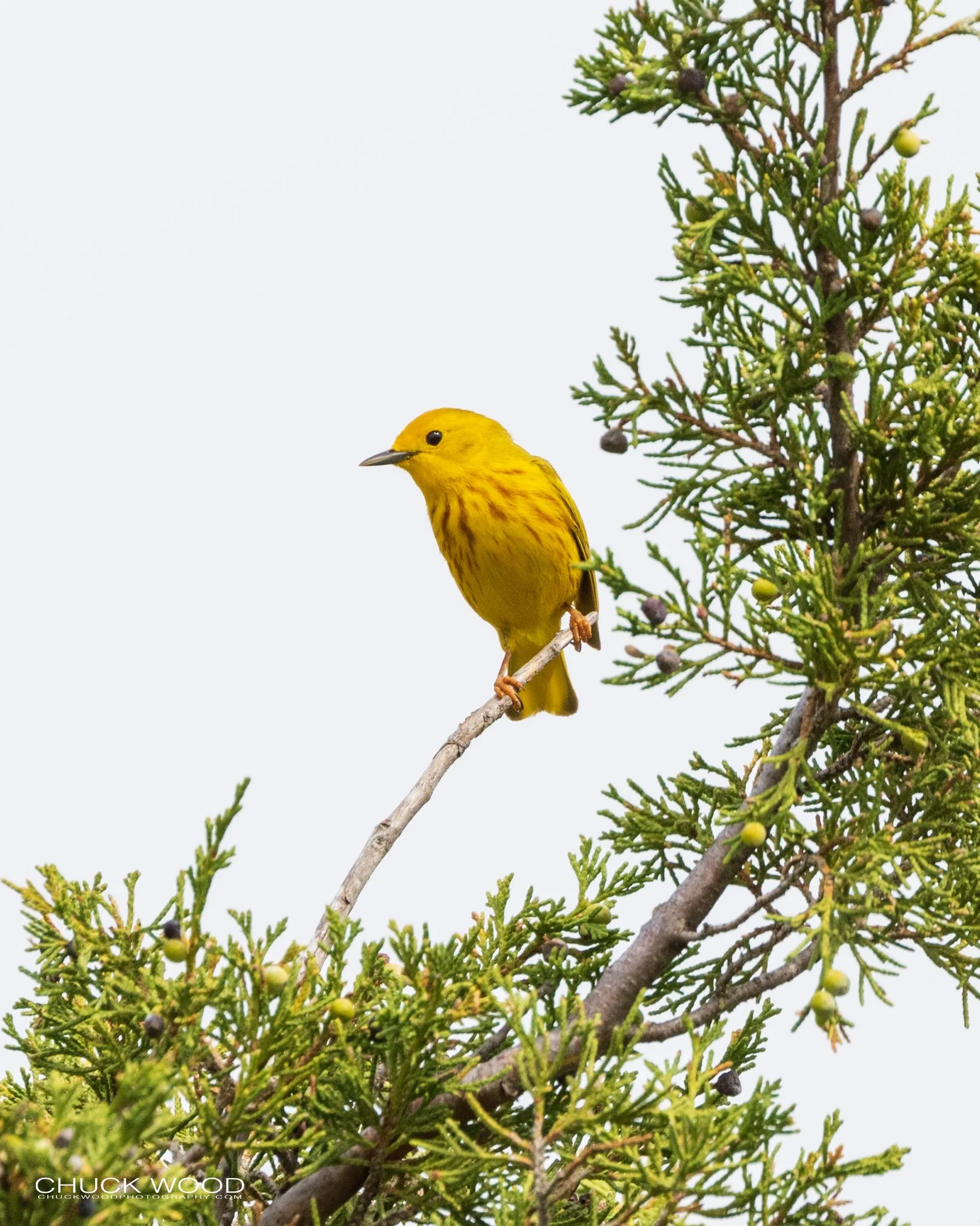  Tarcoles River, Costa Rica 2023 