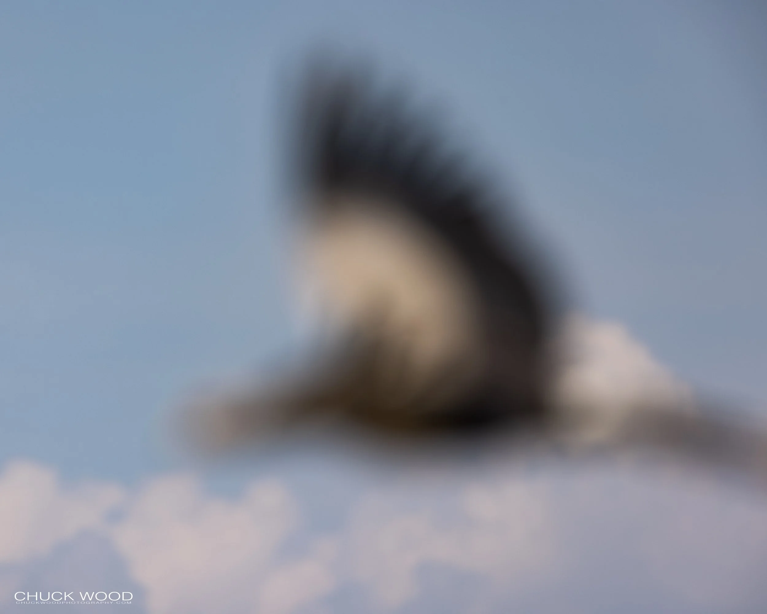   Serengeti, Tanzania 2021 