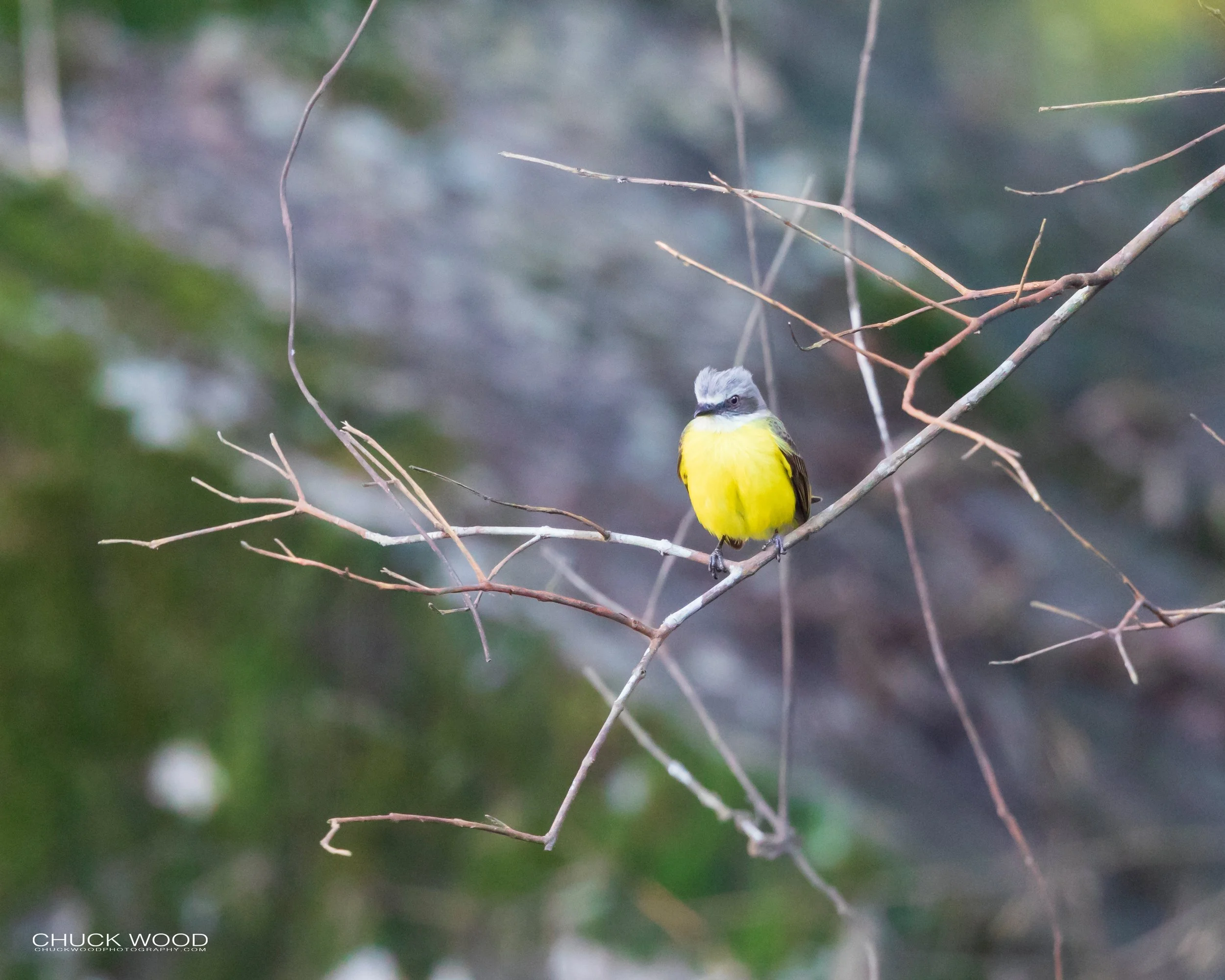  River Tuis Valley, Costa Rica 2020 I/ 
