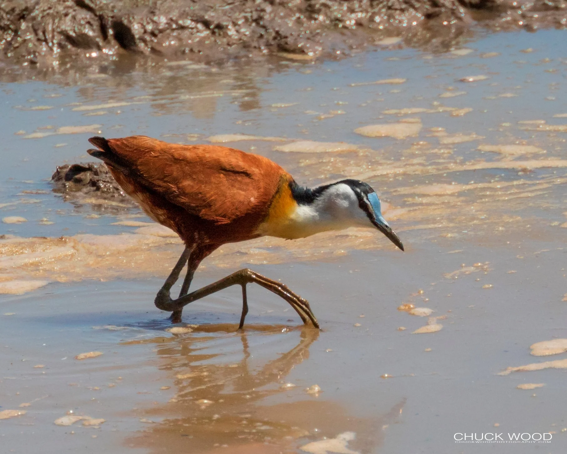 African-Jacana-20190910-Mana-03-wm.jpg