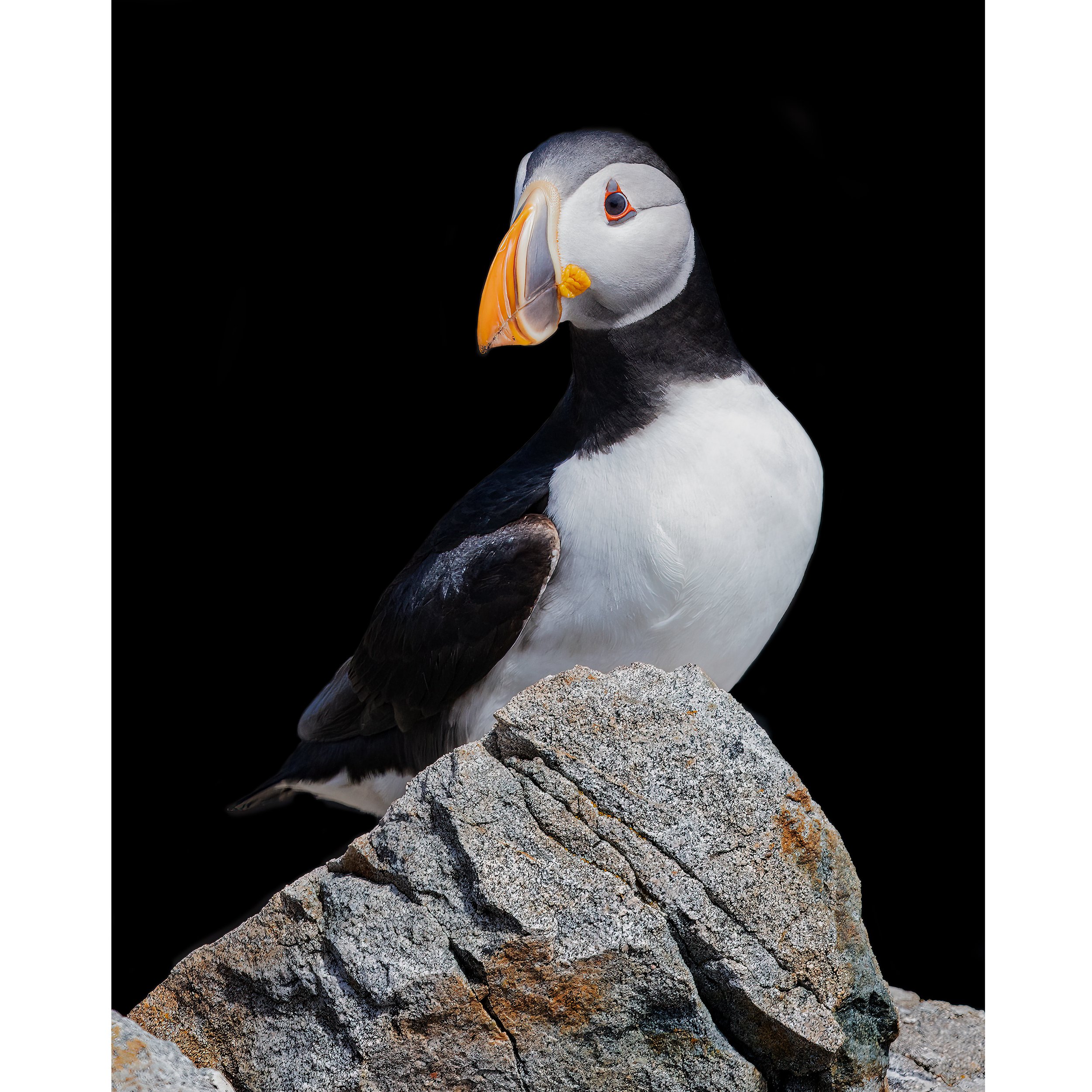 CW00174-Atlantic-Puffin-Bonavista-Lighthouse-2022-square.jpg