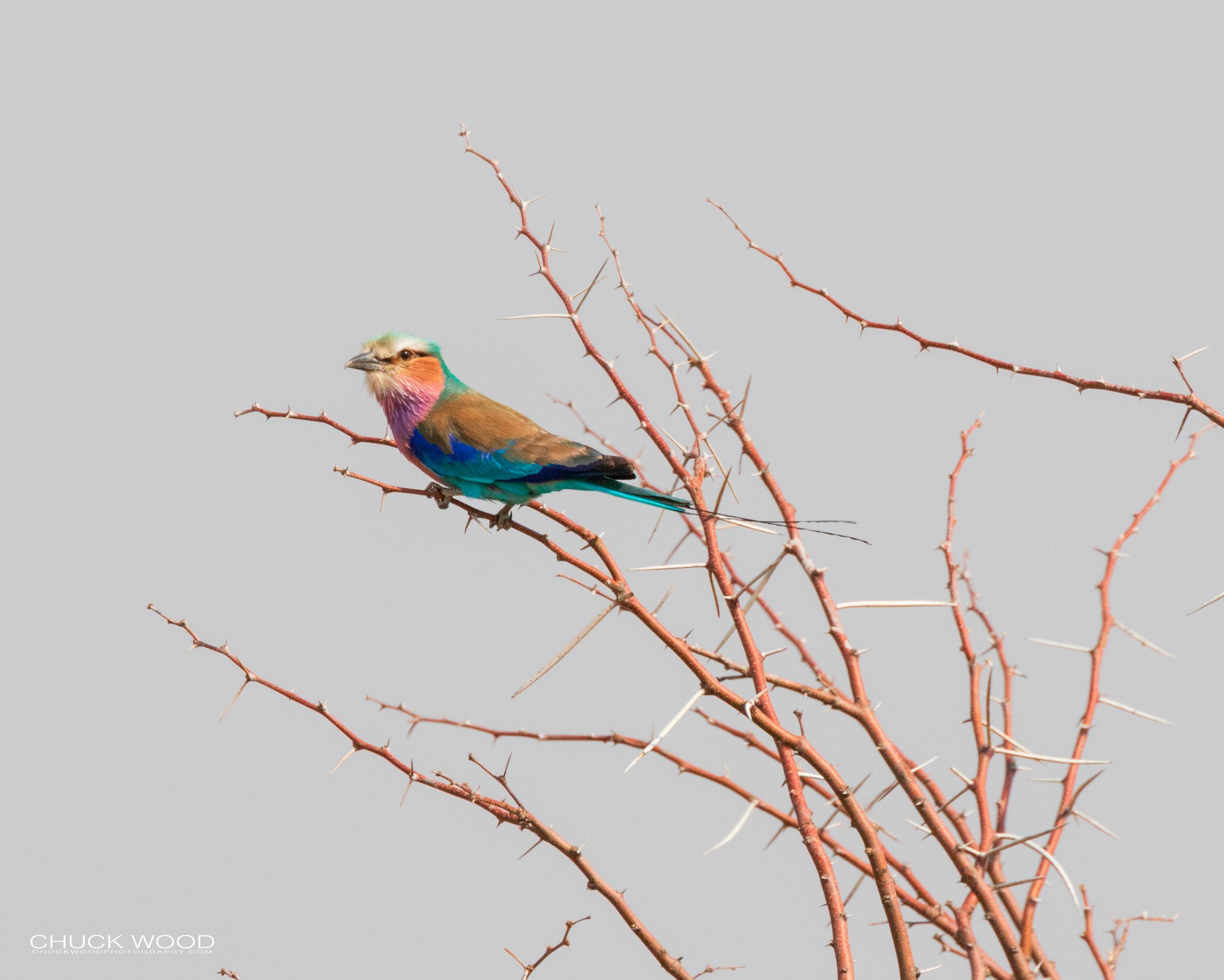  Hwange, Zimbabwe 2019 