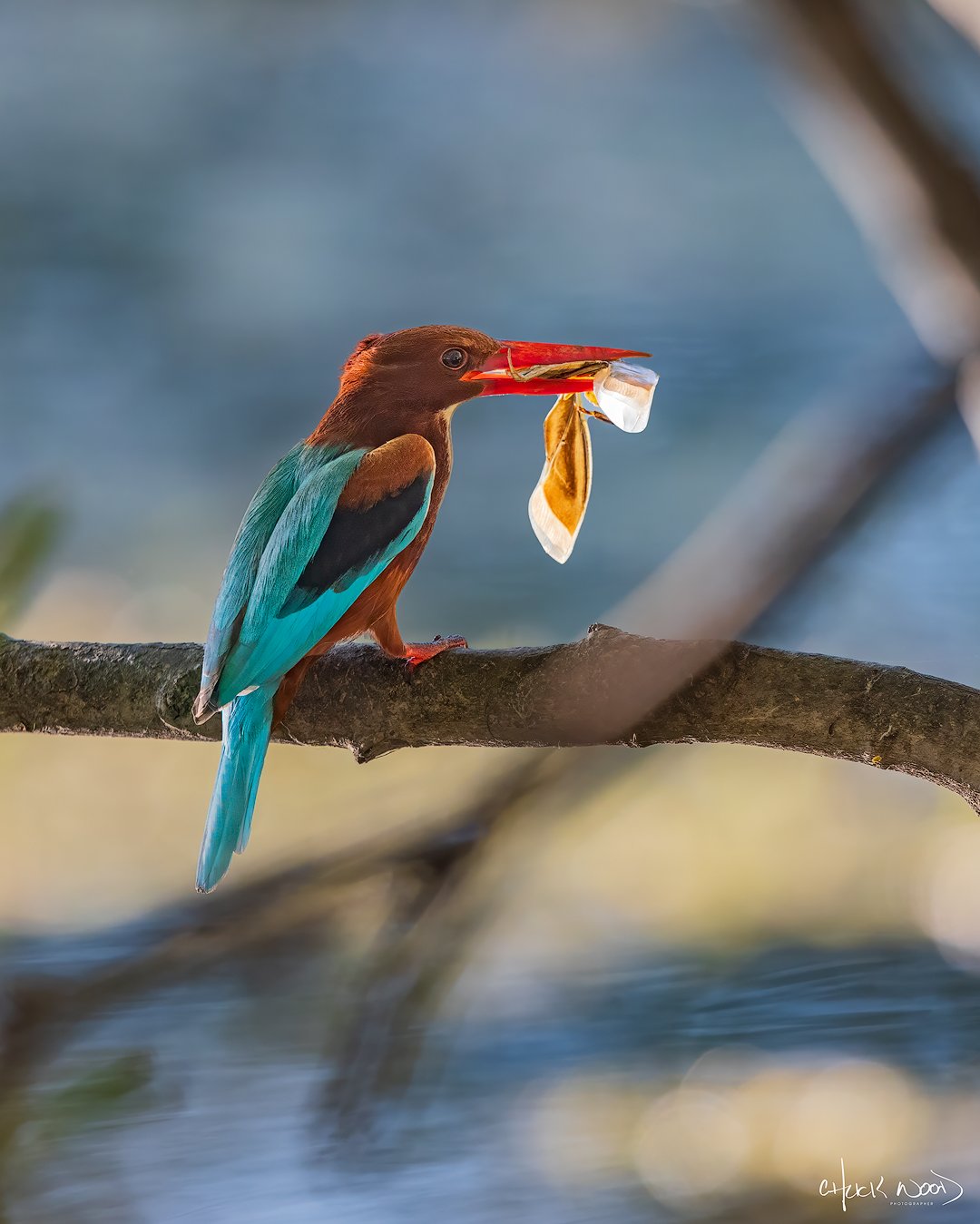  Keoladeo Ghana, India 2025 