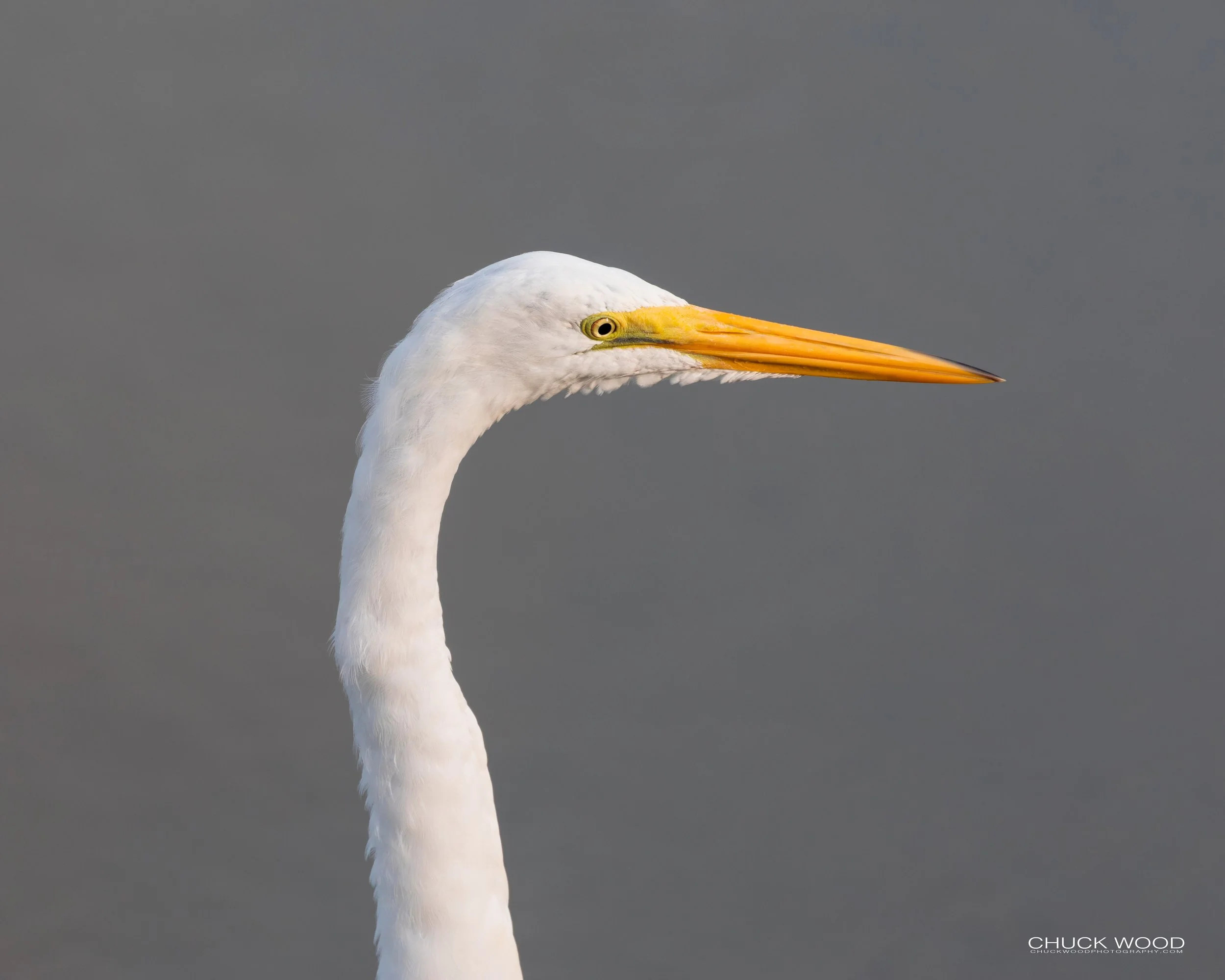  Forsythe NWR, NJ 2019 
