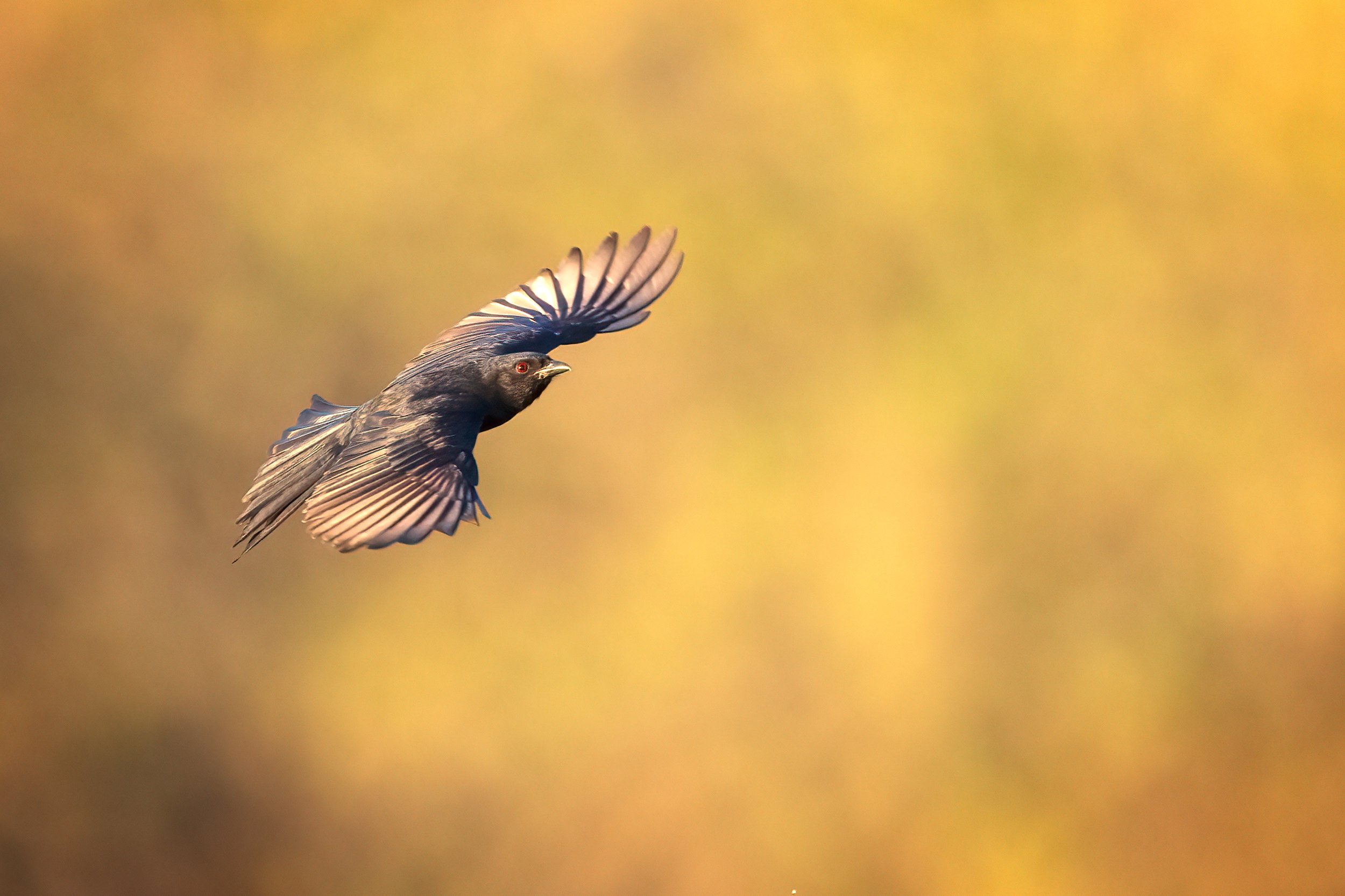  Moremi, Botswana 2023 