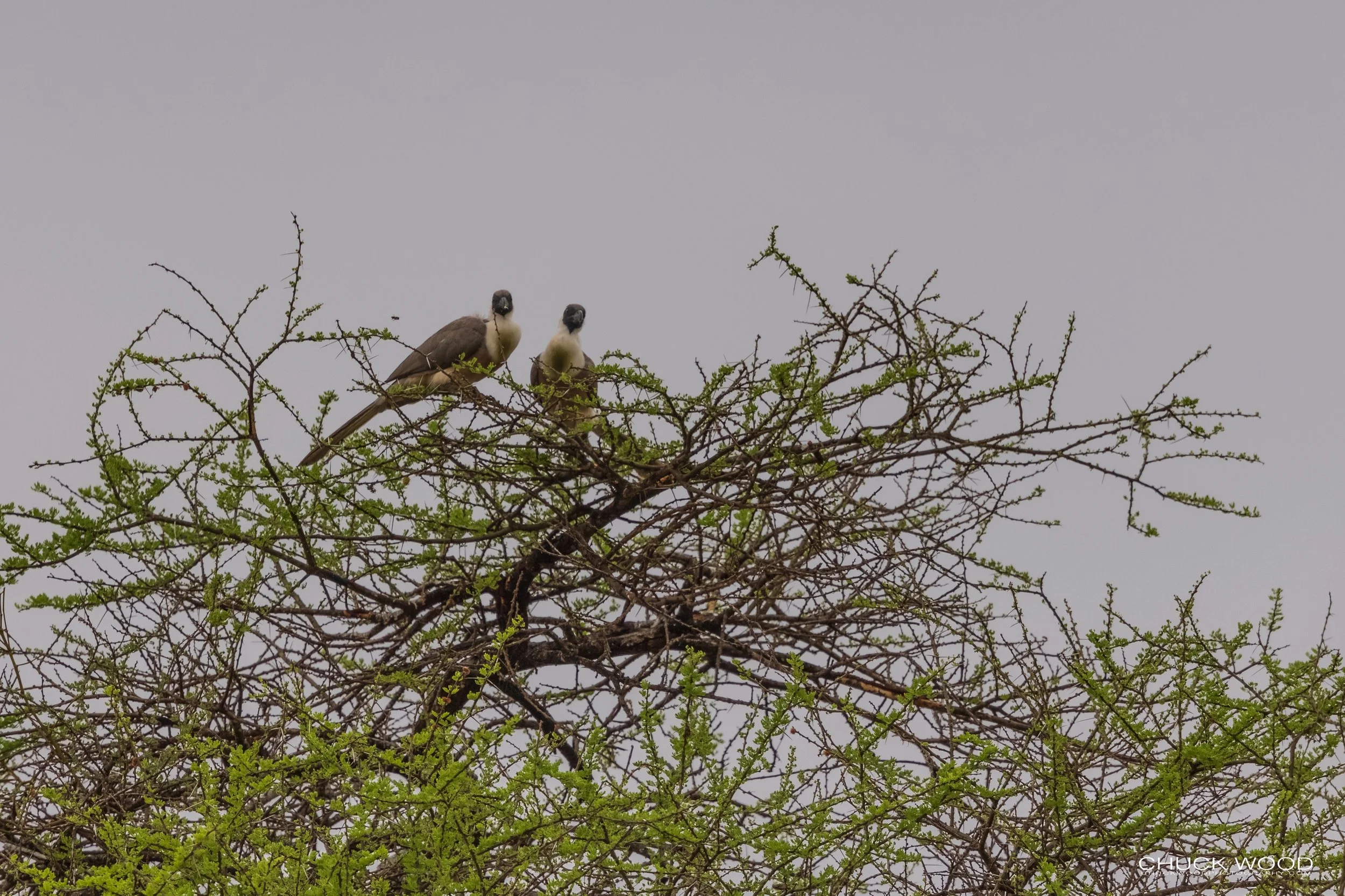 Tarangire, Tanzania 2021 