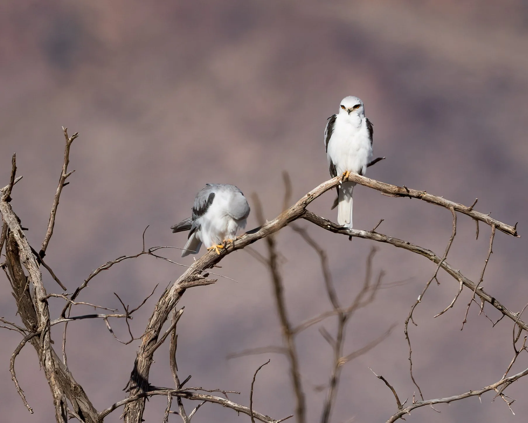  Bosque del Apache, NM 2023 