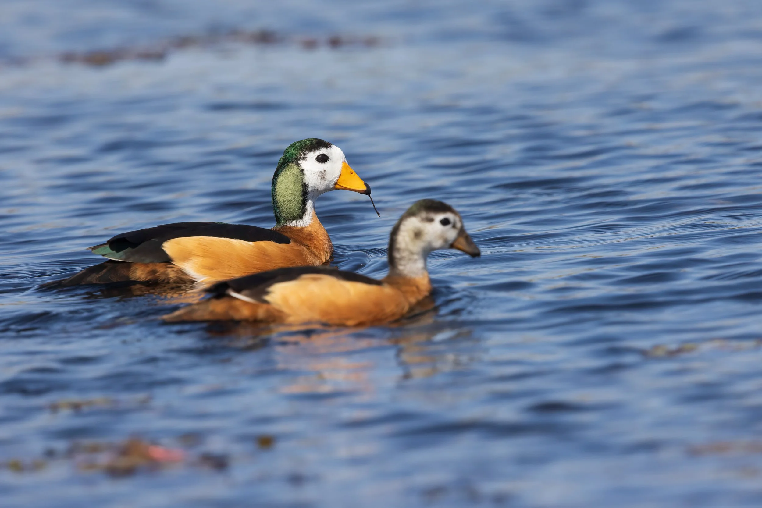  Moremi, Botswana 2023 