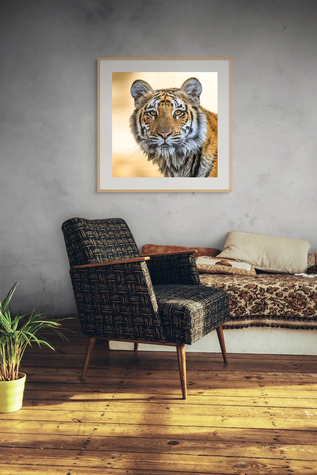 CW00372-Tiger-Portrait-1080-chair.jpg