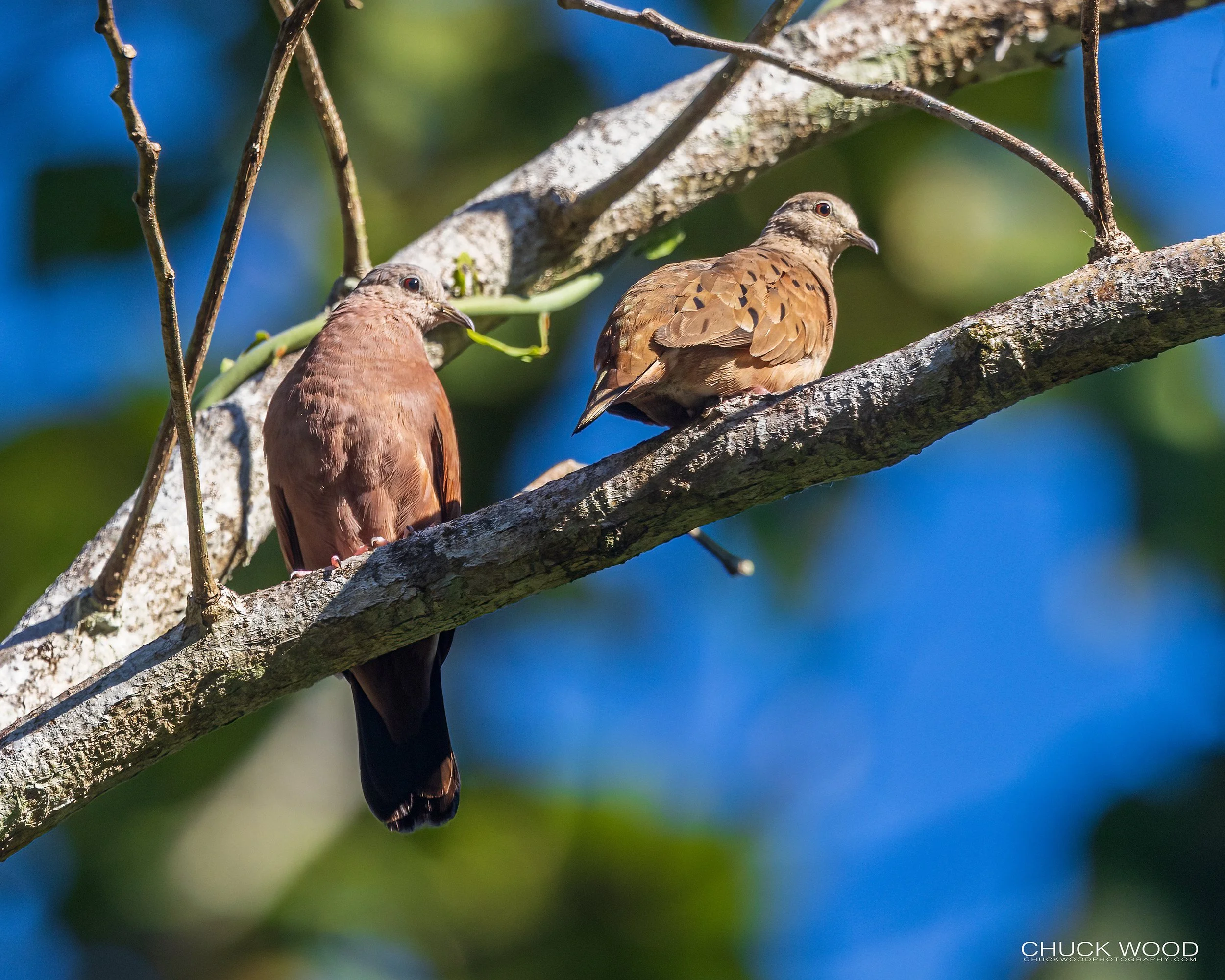 Carara NP, Costa Rica 2023 