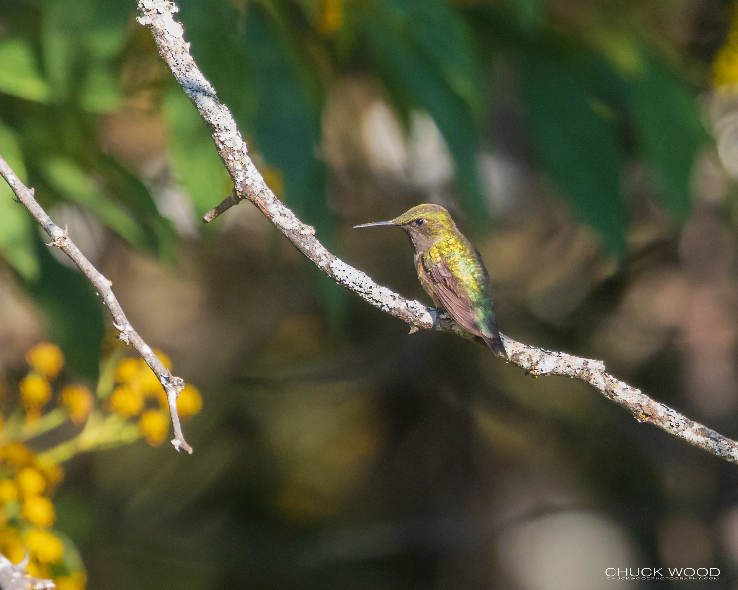  Camino Cuajimoloyas, MX 2022 