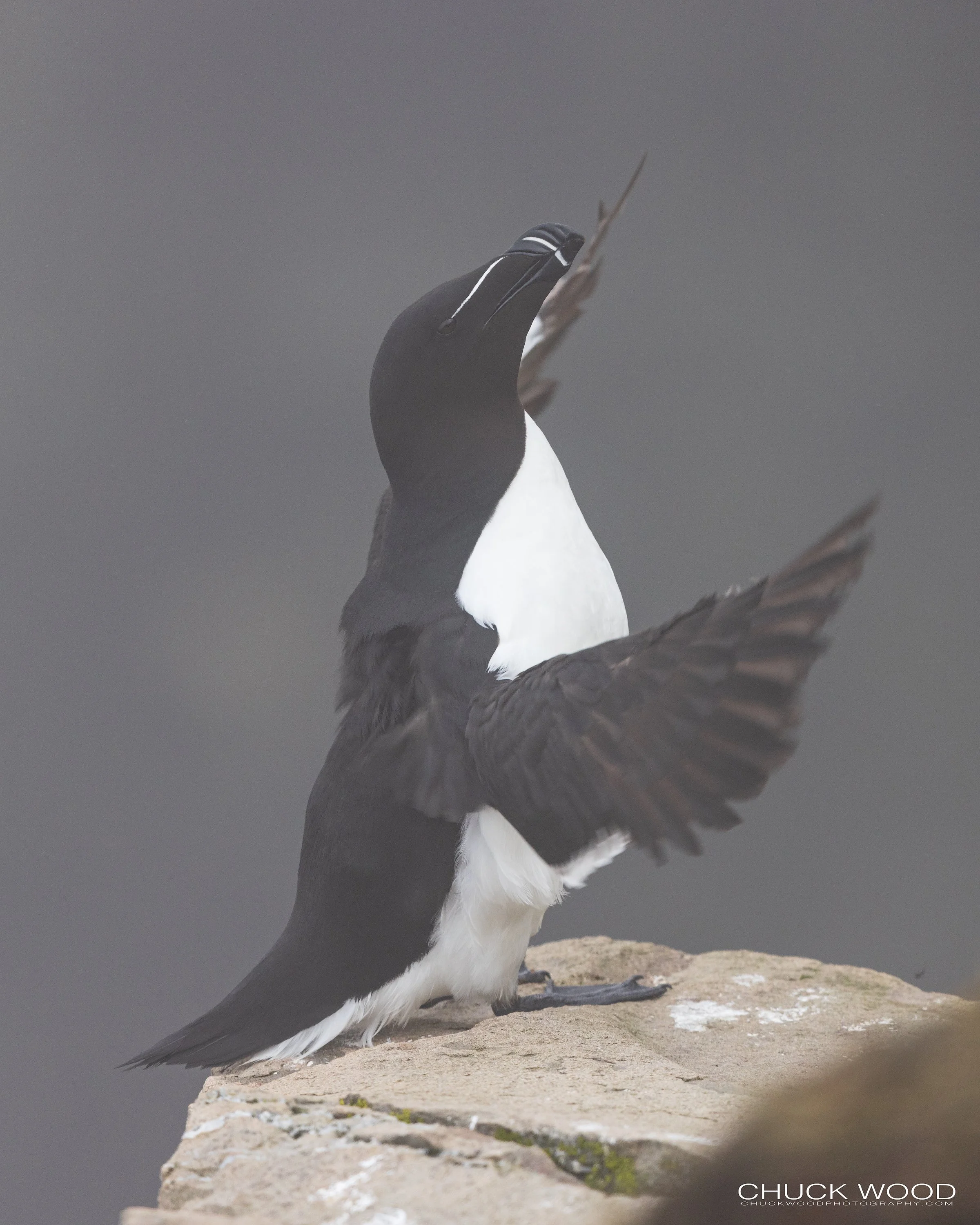   Cape St. Marys, NL 2022 