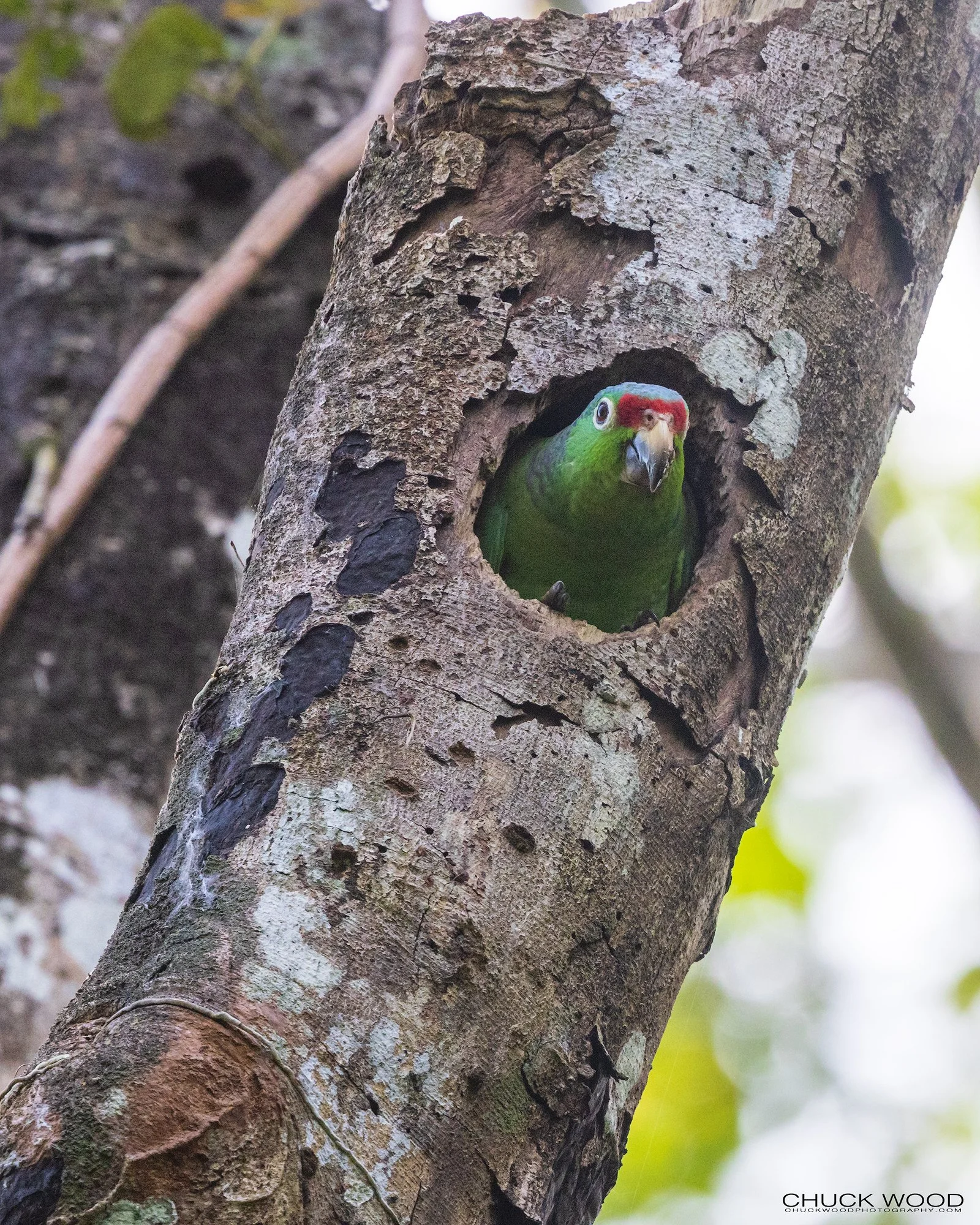 Osa Peninsula, Costa Rica 2022 