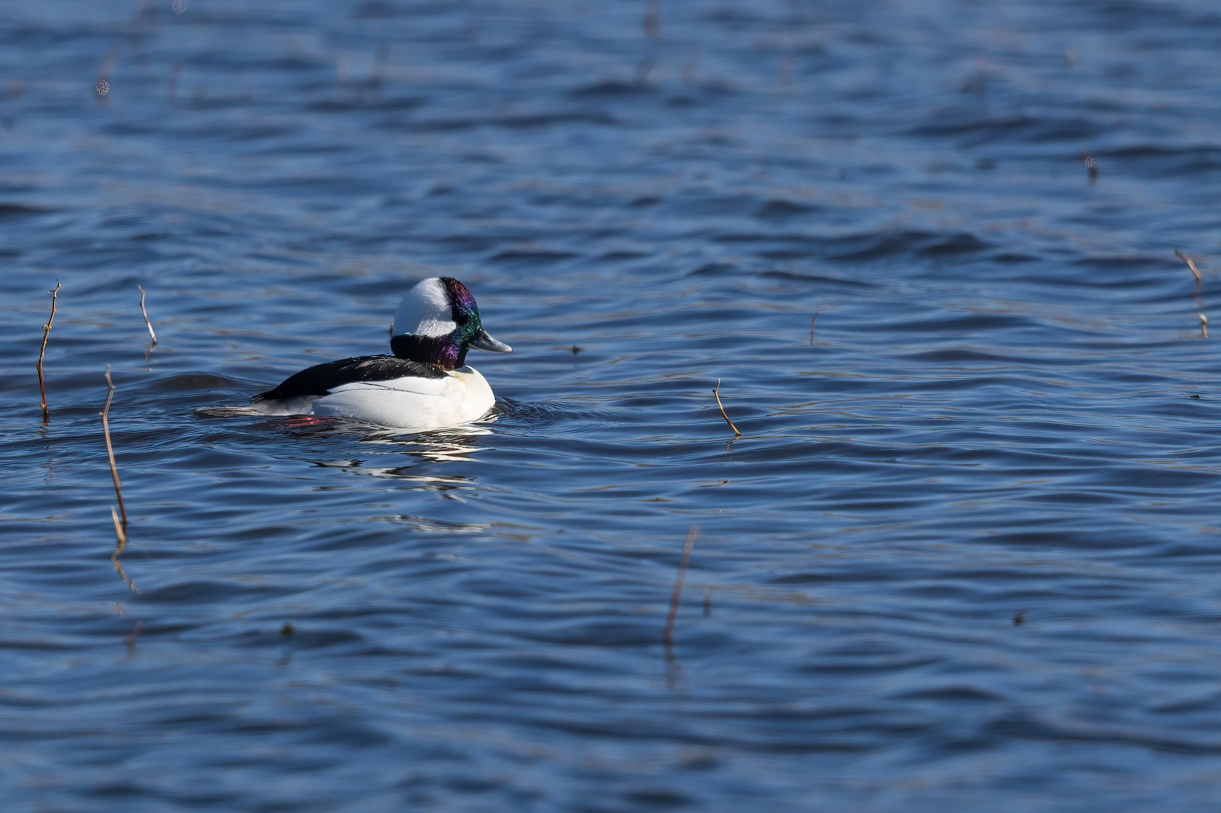  Bosque del Apache, NM 2023 