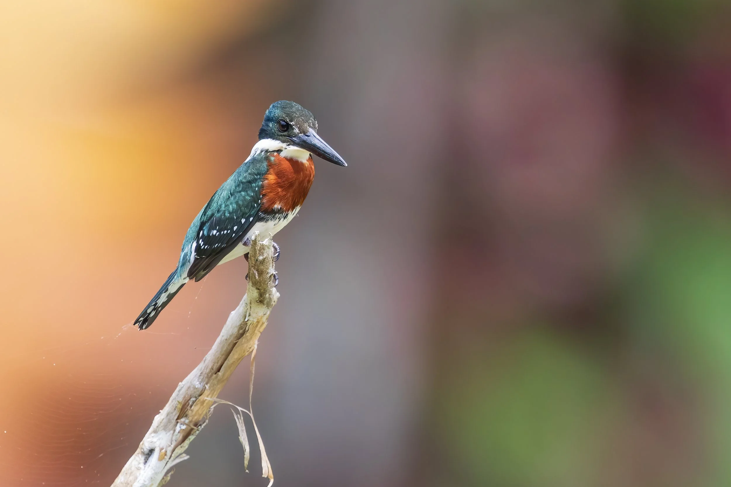  Macaw Lodge, Costa Rica 2023 