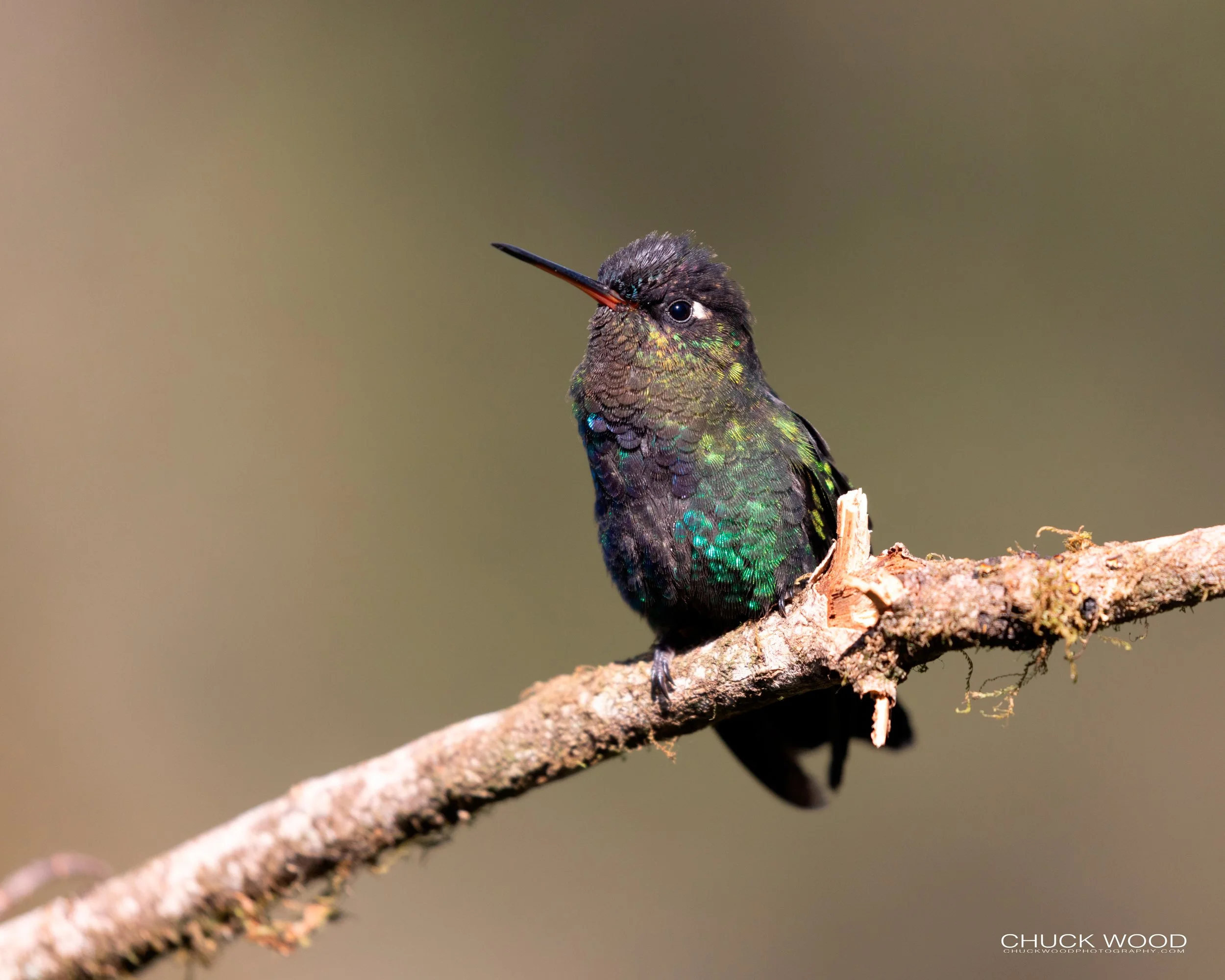  Paraiso Quetzal, Costa Rica 2020 