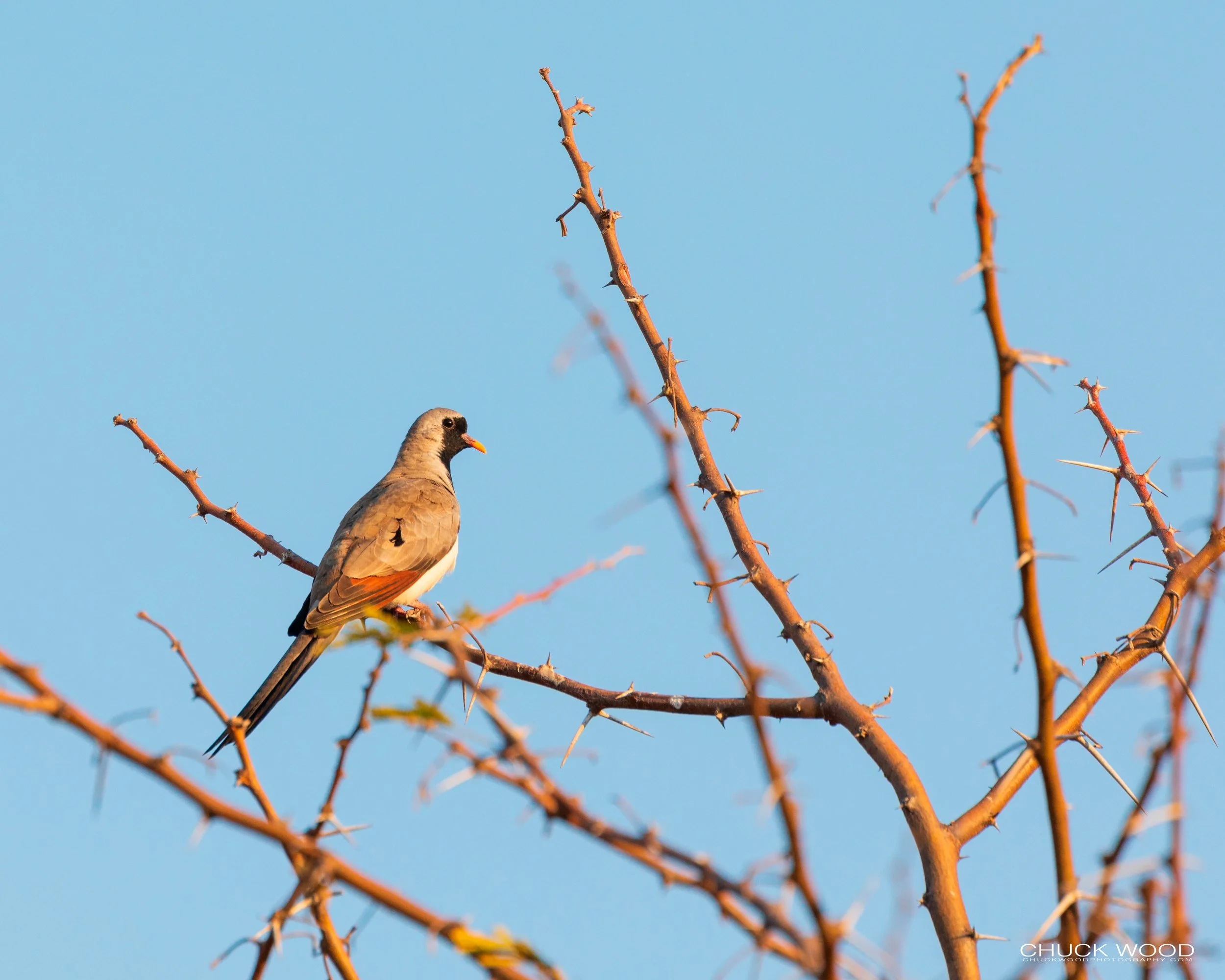  Hwange, Zimbabwe 2019 