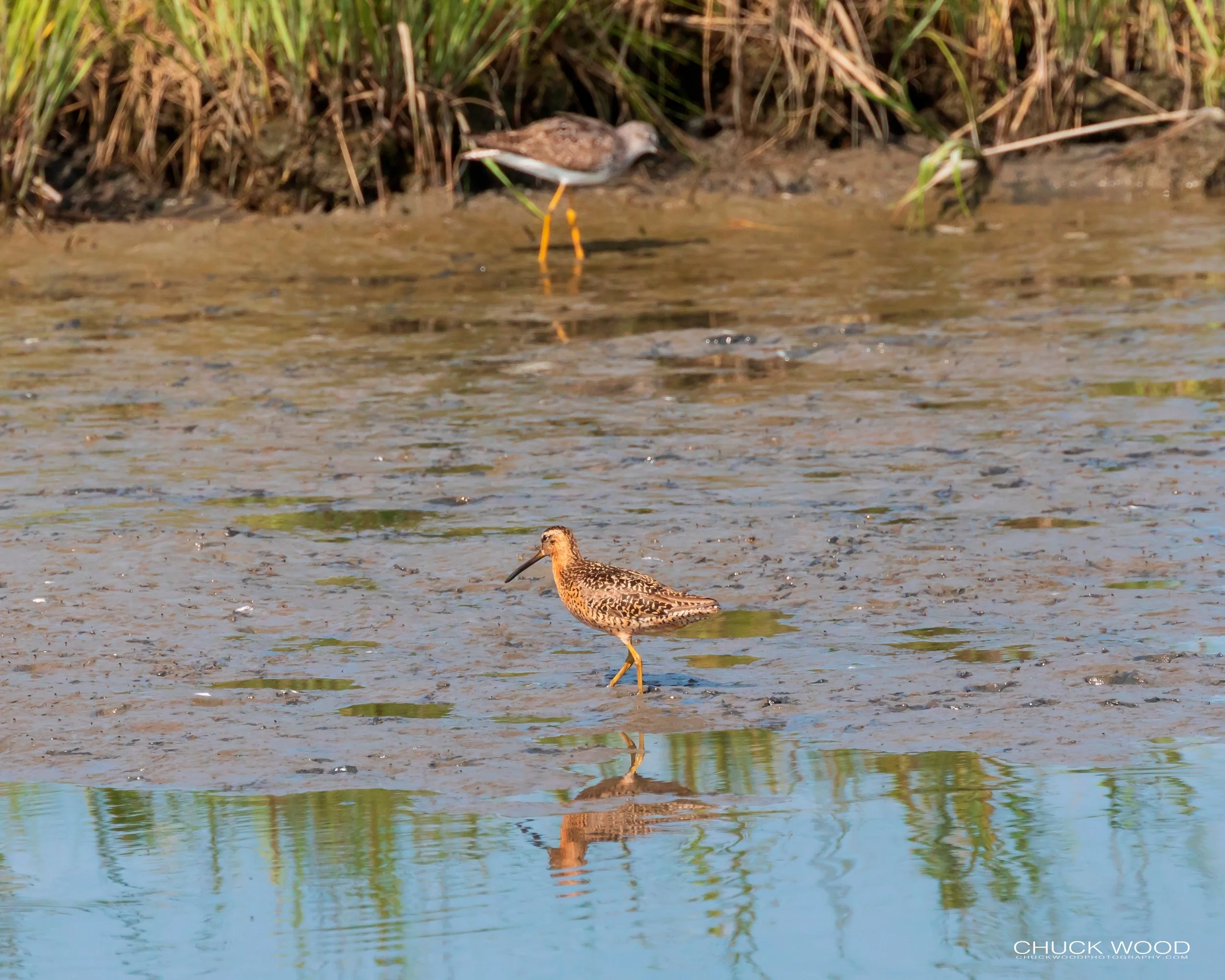  Forsythe NWR, NJ 2019 