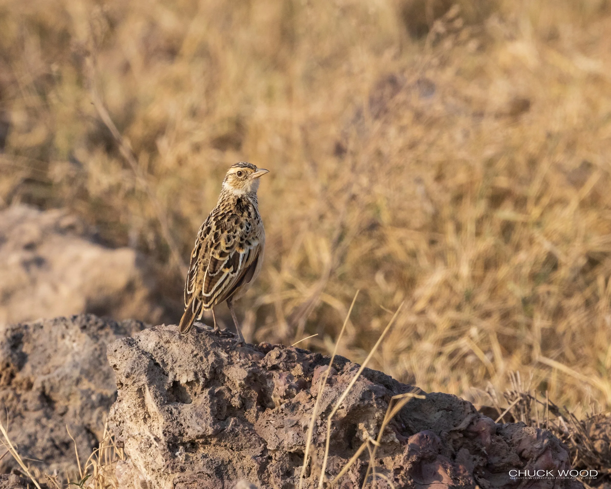  Ngorongoro Crater, Tanzania 2021 