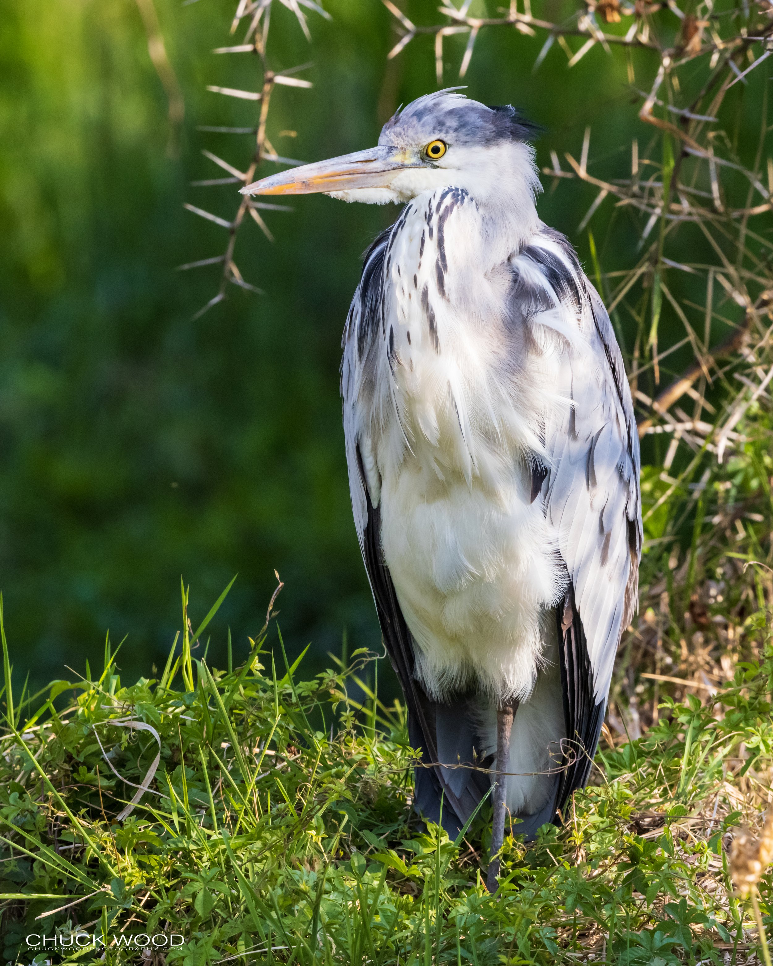  Ngorongoro Crater, Tanzania 2021 