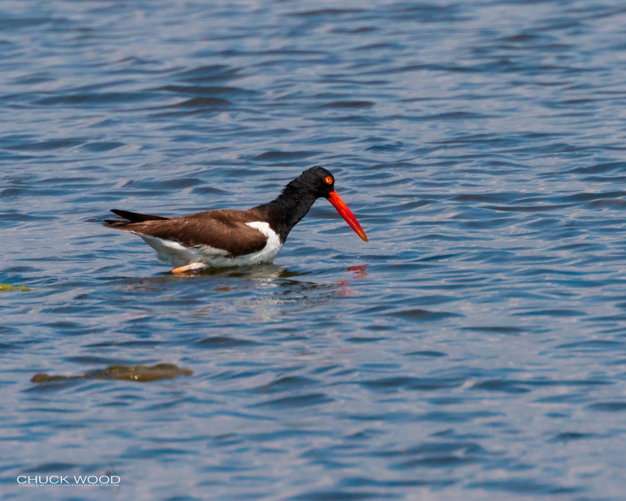  Forsythe NWR, NJ 2019 