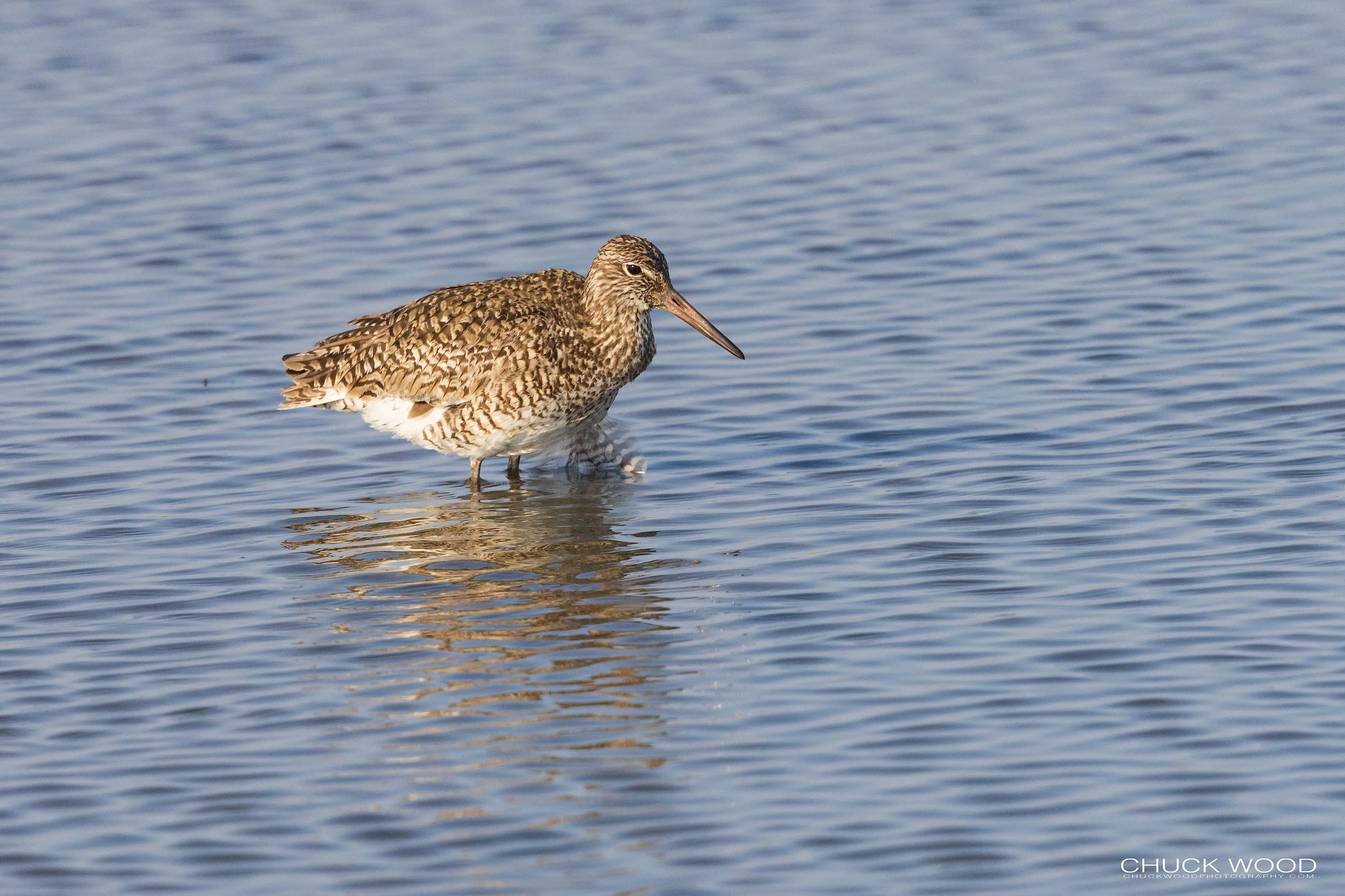   Forsythe NWR, NJ 2022 