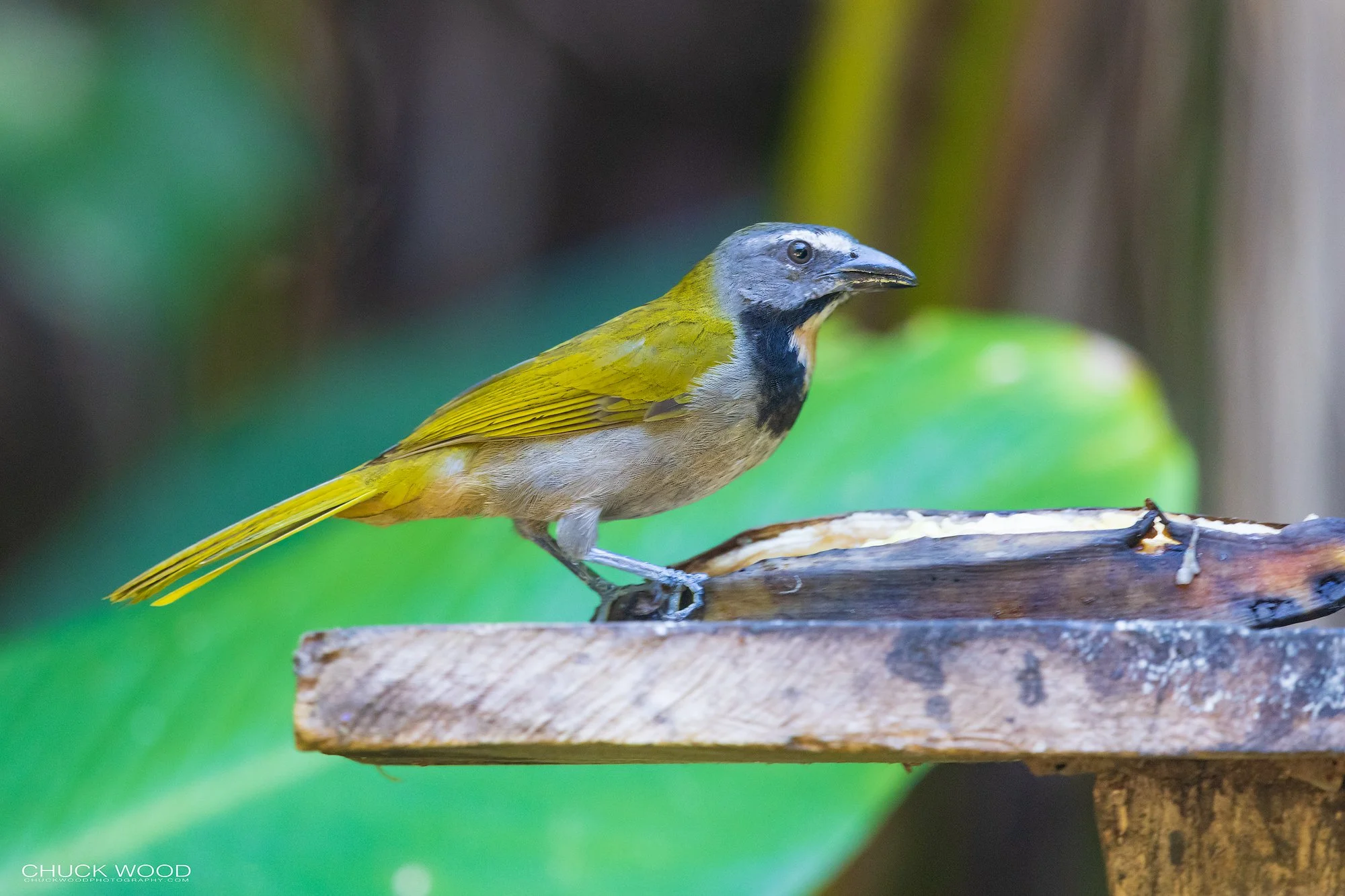  Osa Peninsula, Costa Rica 2022 