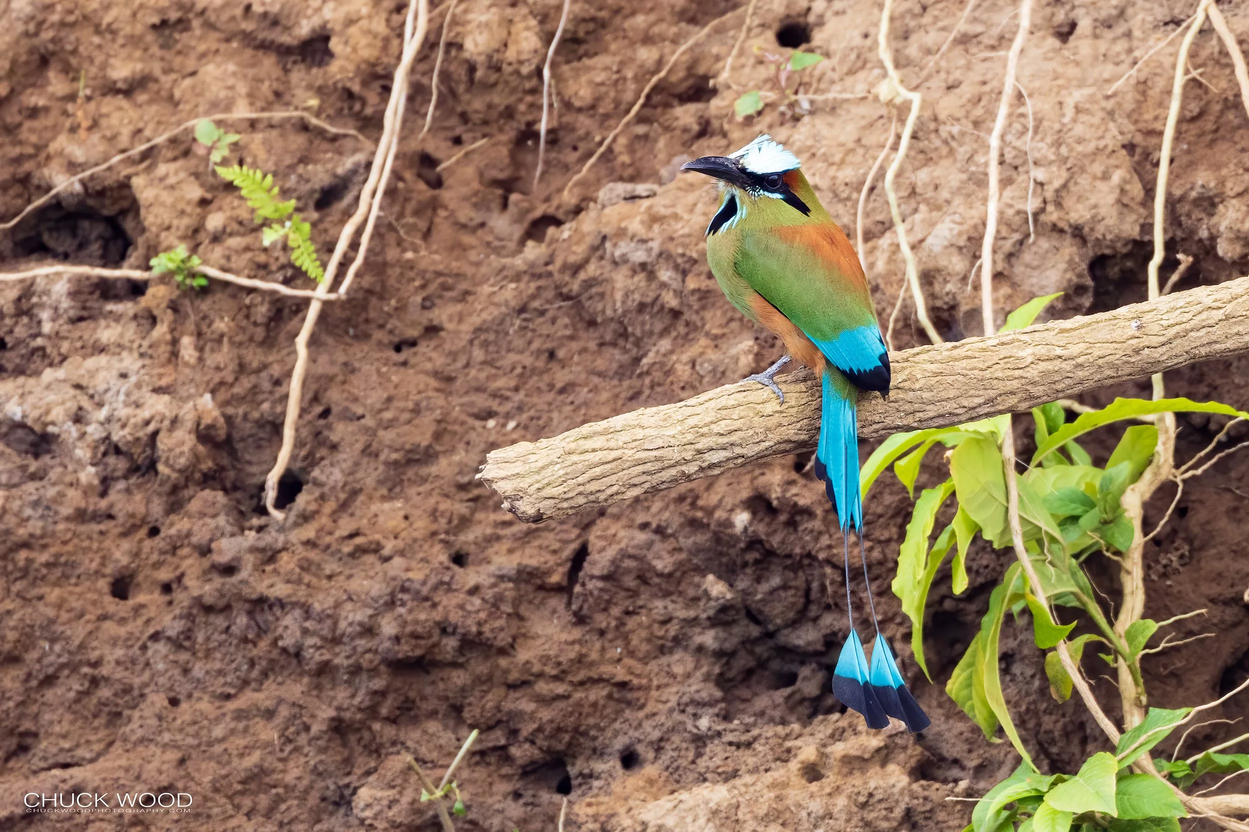  Tarcoles River, Costa Rica 2023 