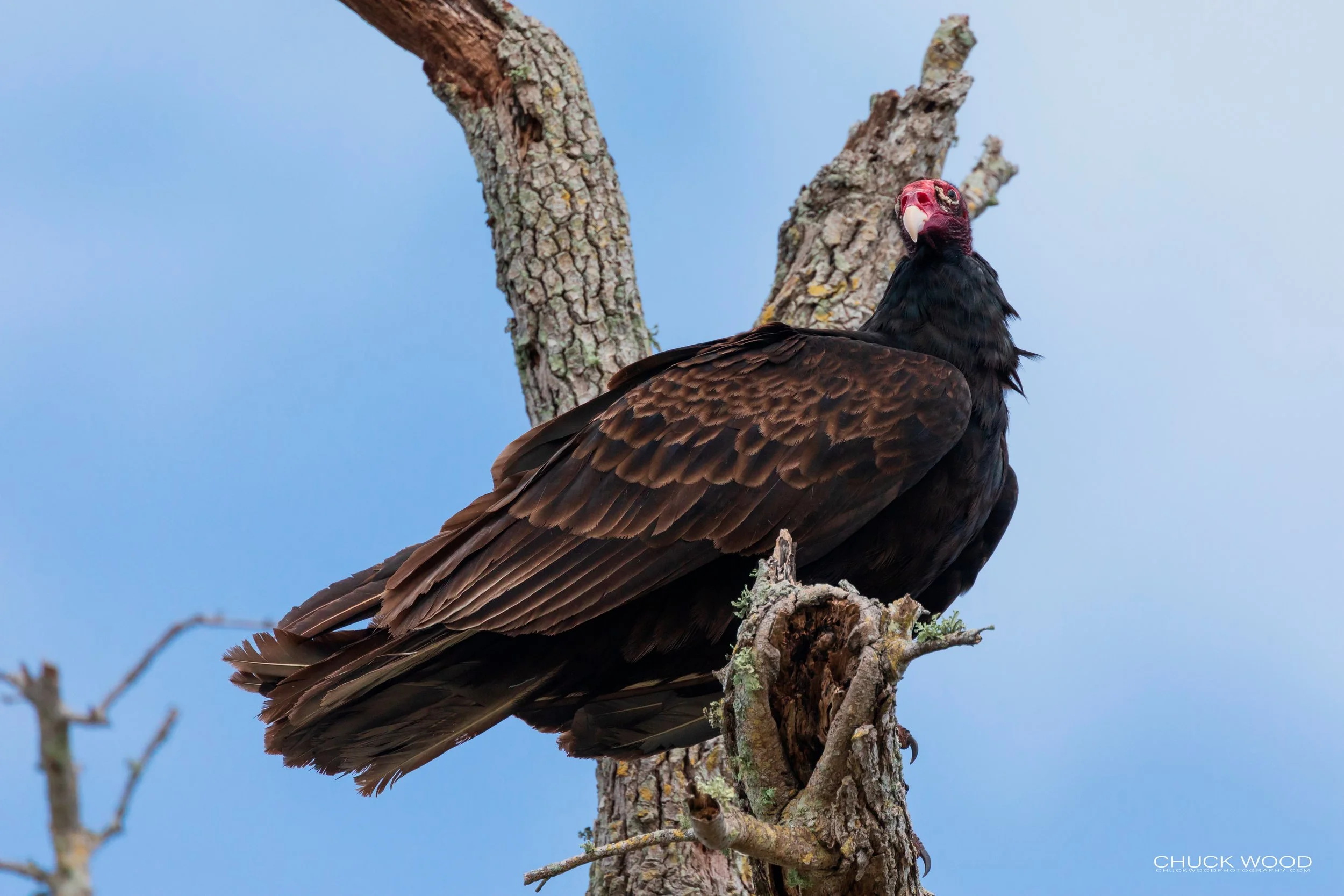  Merritt Island, FL 2019 