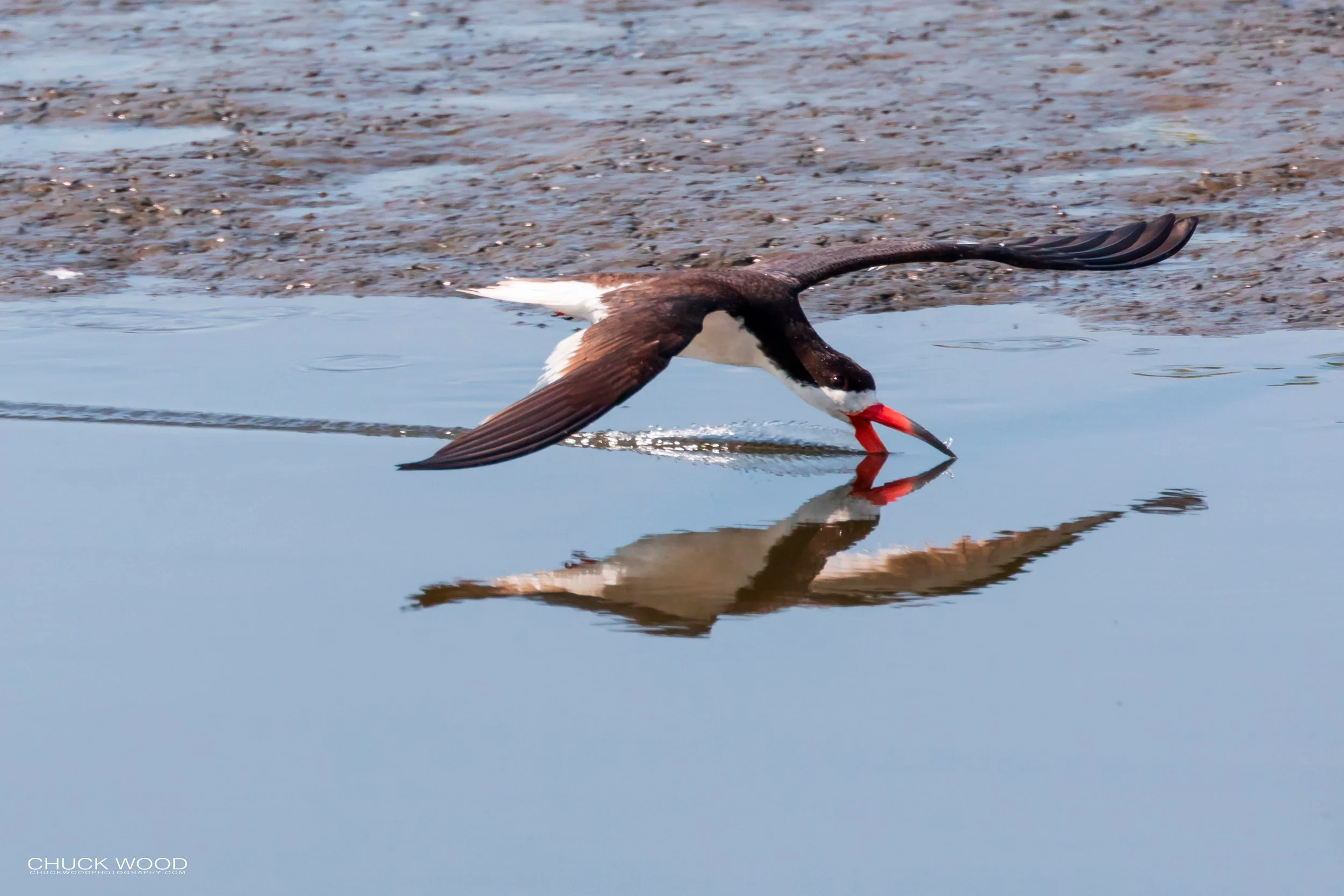  Forsythe NWR, NJ 2019 
