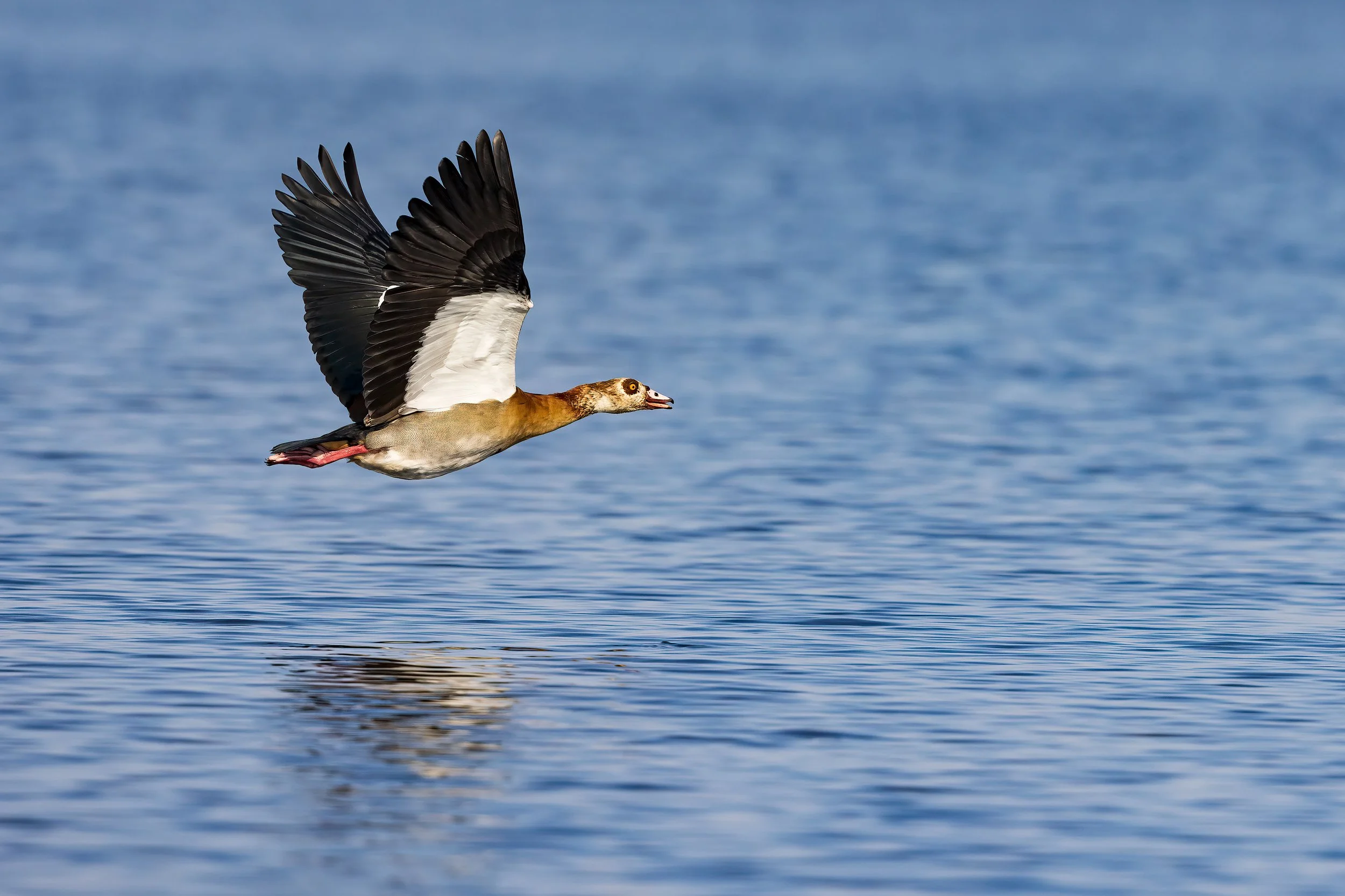  Chobe River, Botswana 2023 