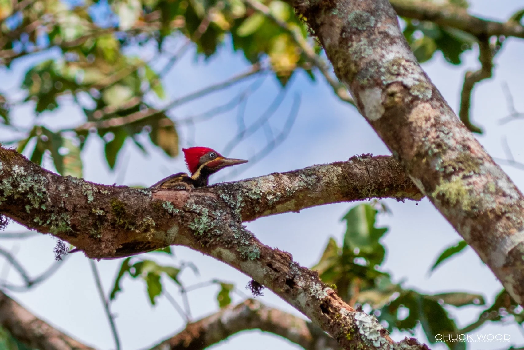  Rancho Naturalista, Costa Rica 2020 