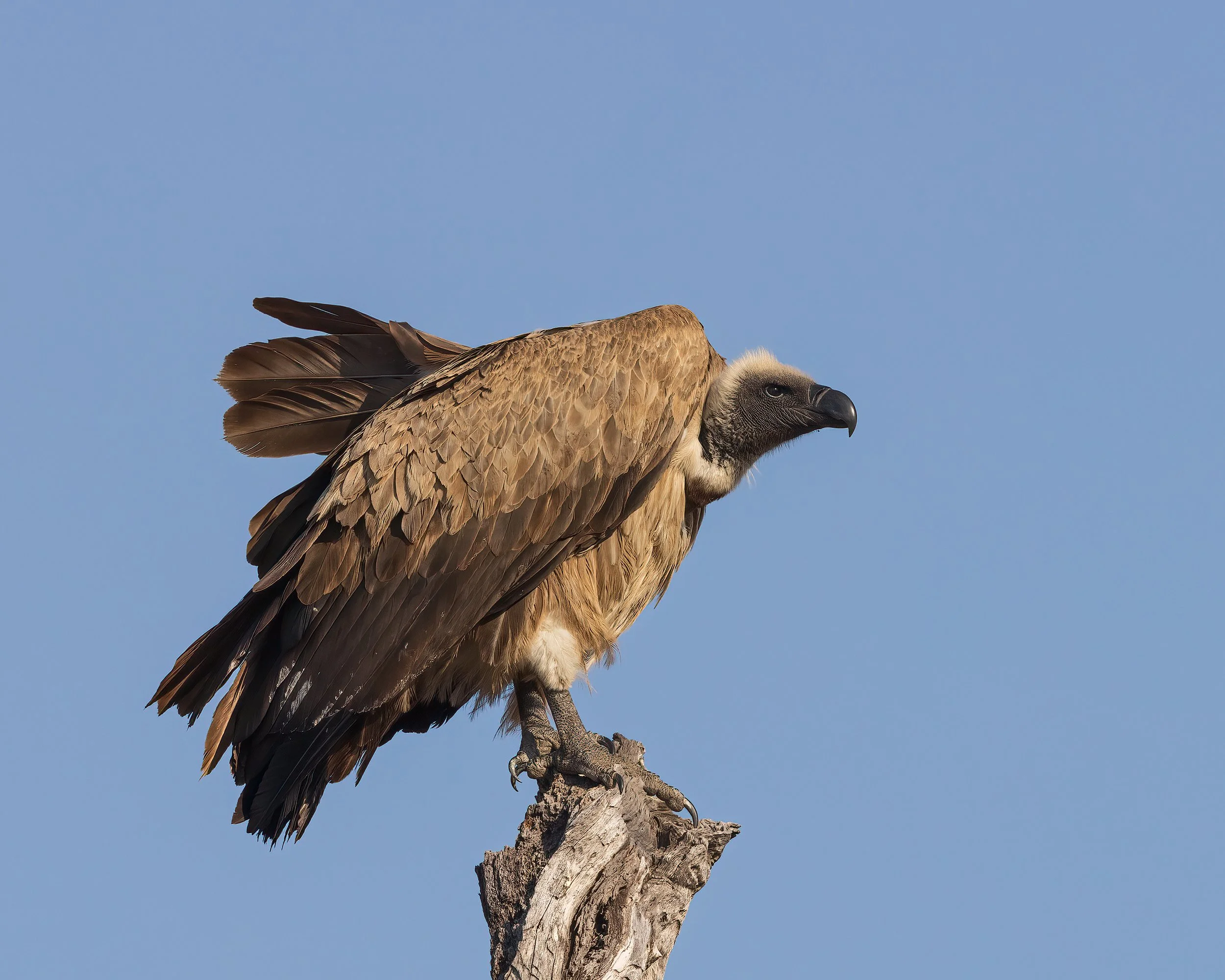  Serengeti, Botswana 2023 