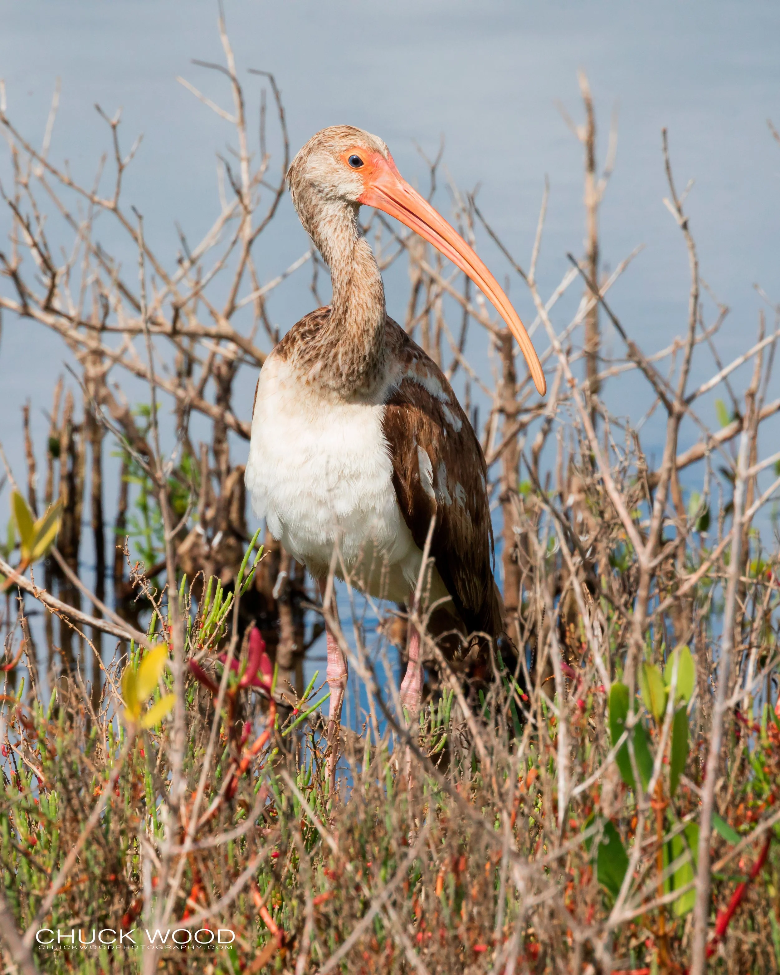  Merritt Island, FL 2019 