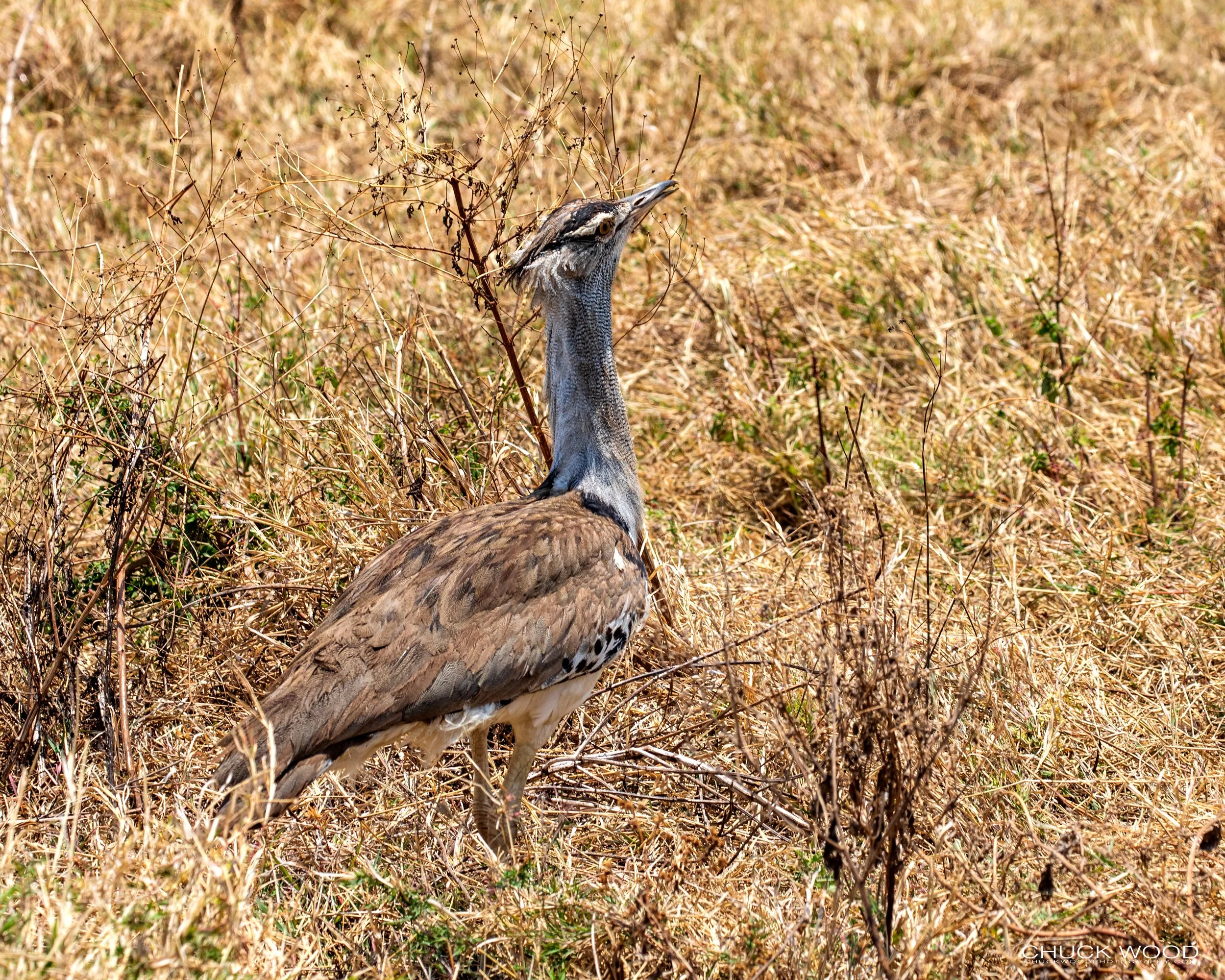  Ngorongoro Crater, Tanzania 2021 