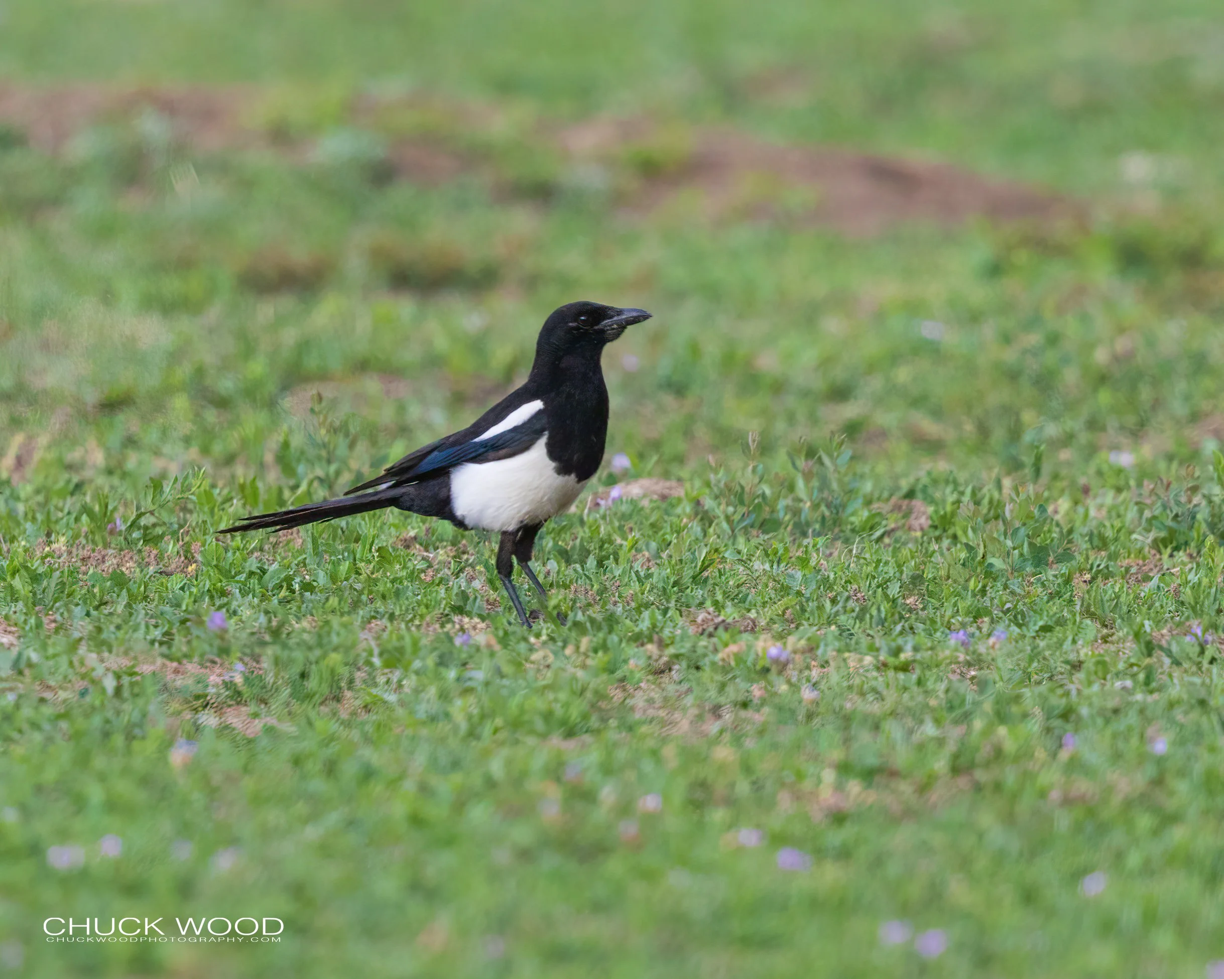  Theodore Roosevelt NP, ND 2020 
