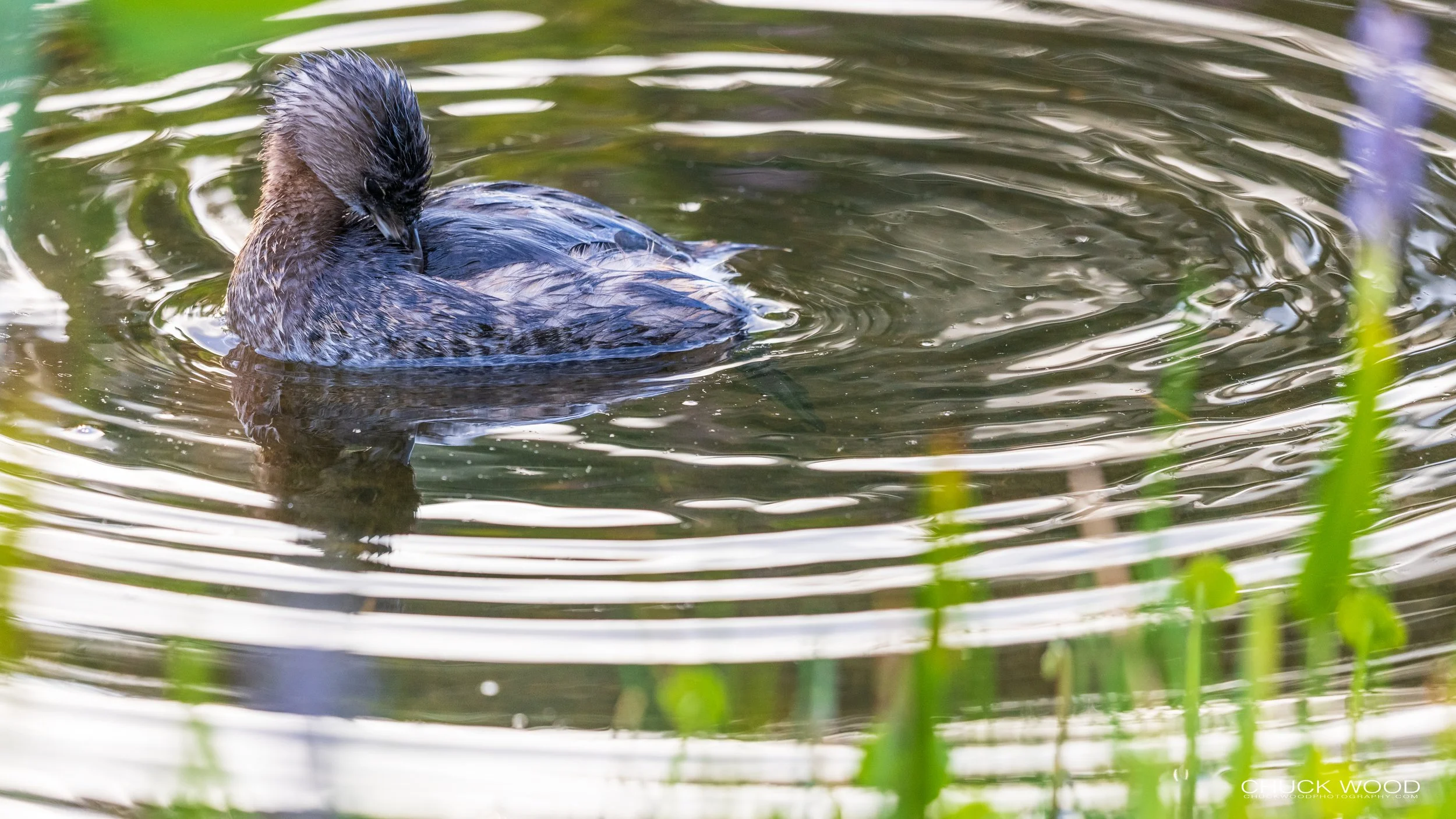  Wakodahatchee, FL 2021 