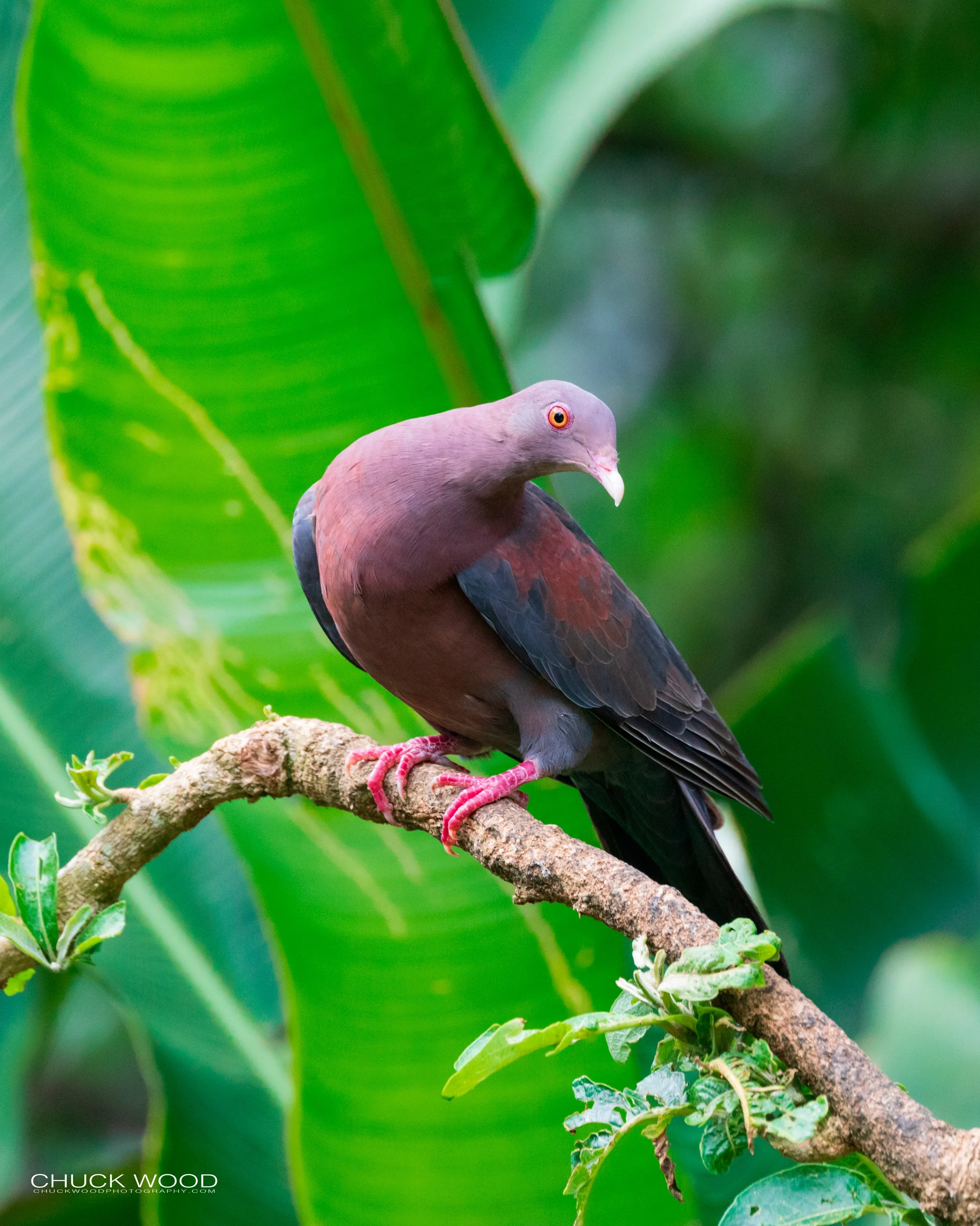  Rancho Naturalista, Costa Rica 2020 