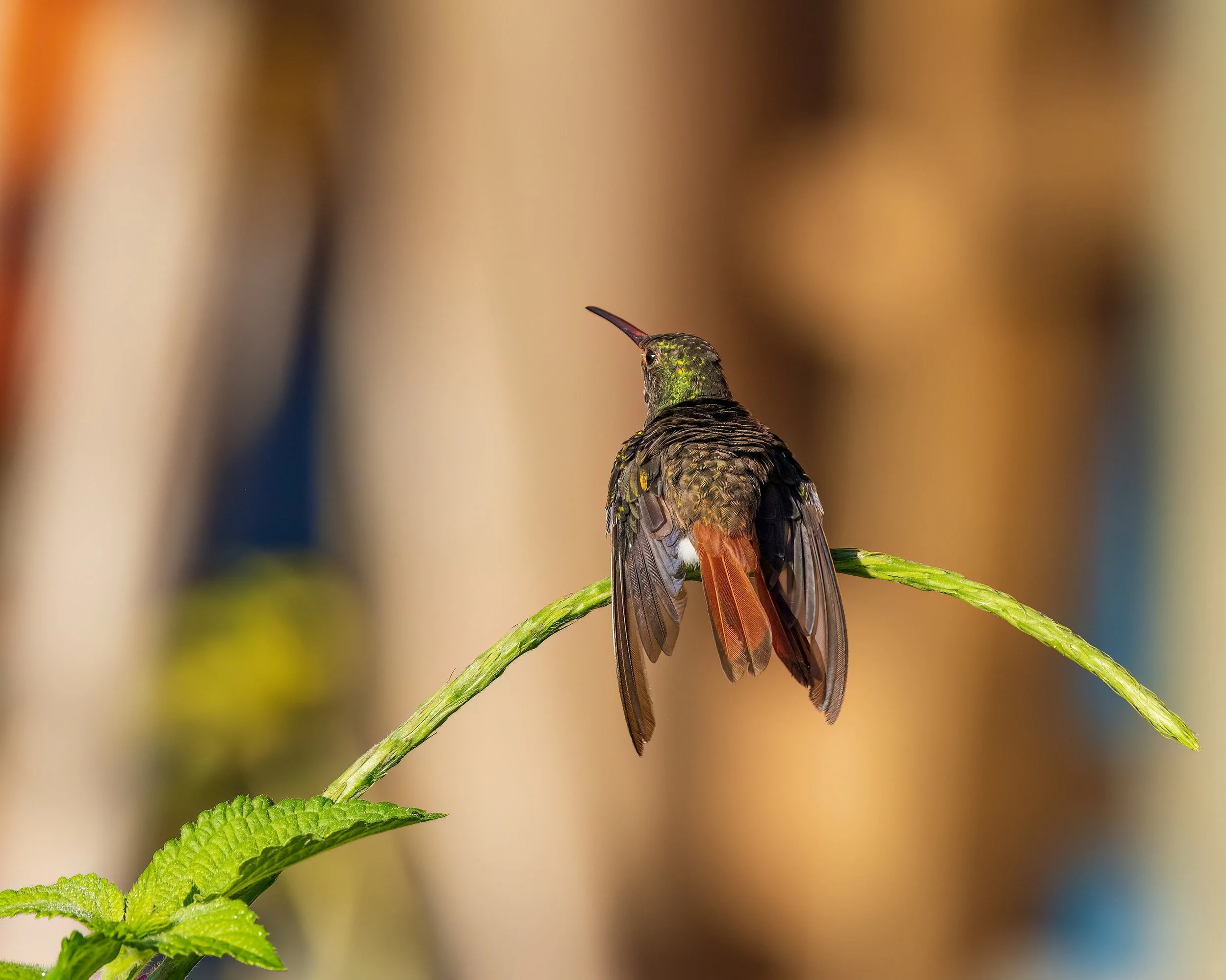  Macaw Lodge, Costa Rica 2023 