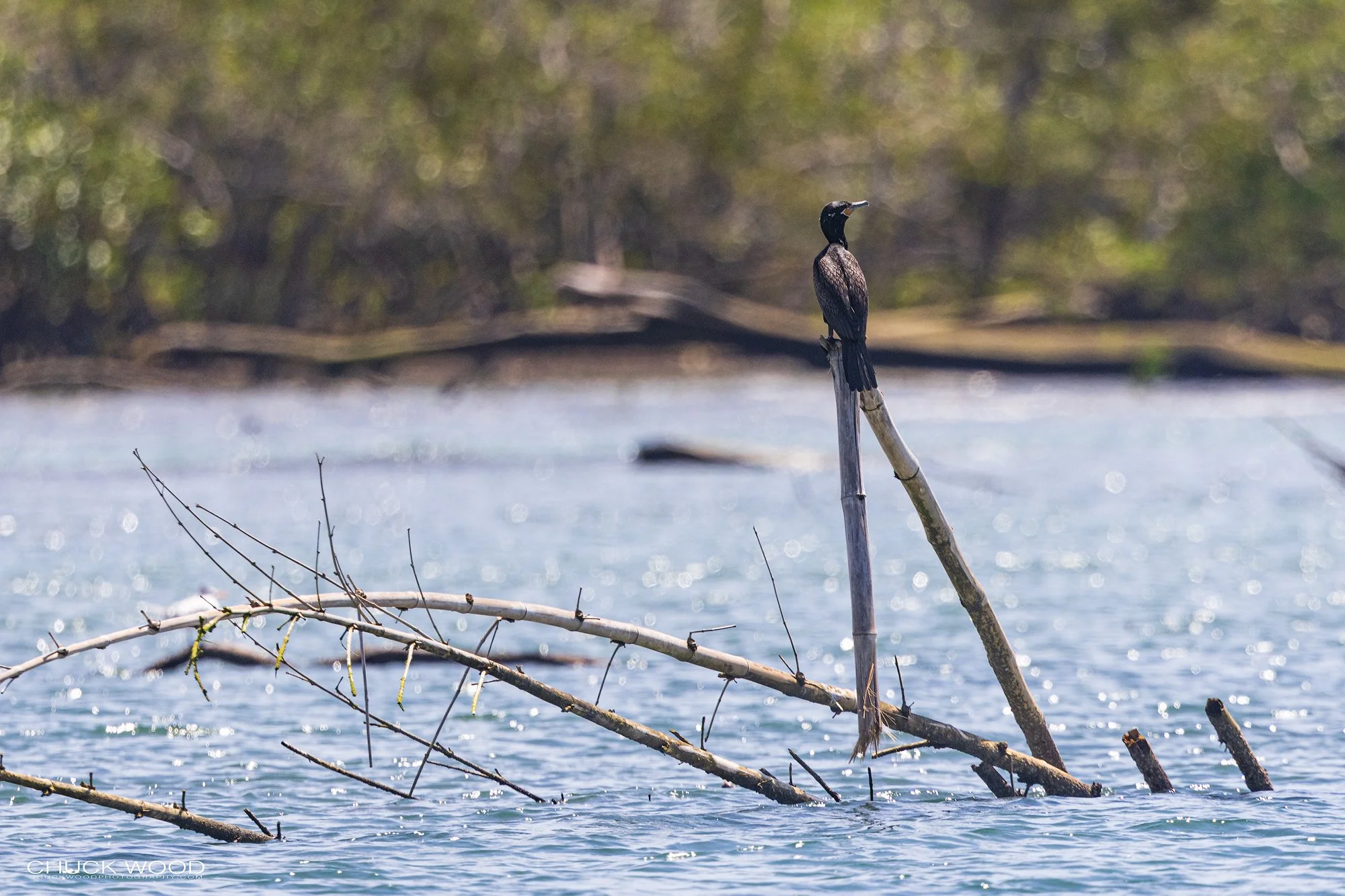  Osa Peninsula, Costa Rica 2022 