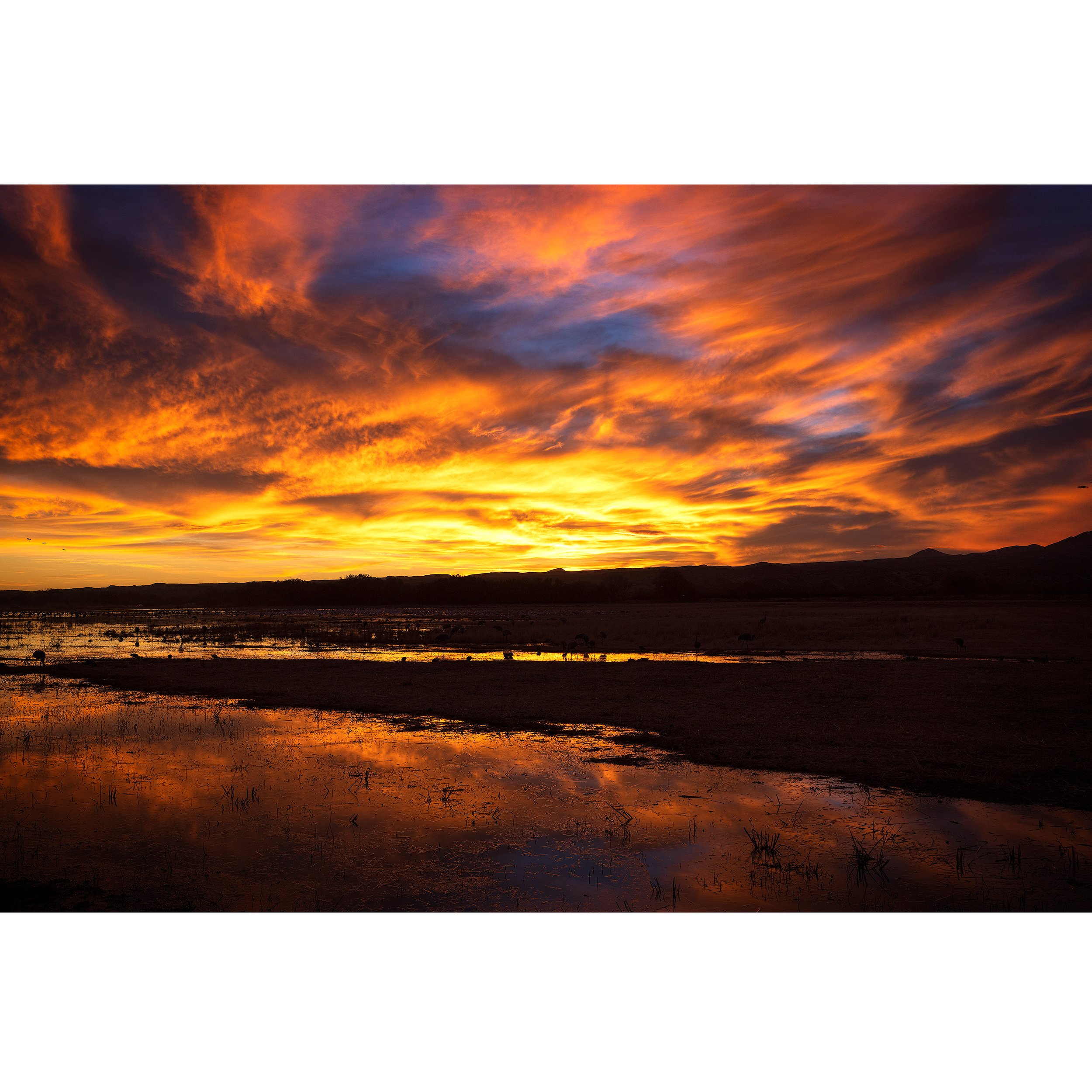 Bosque-del-Apache-Sunset-2021-square.jpg