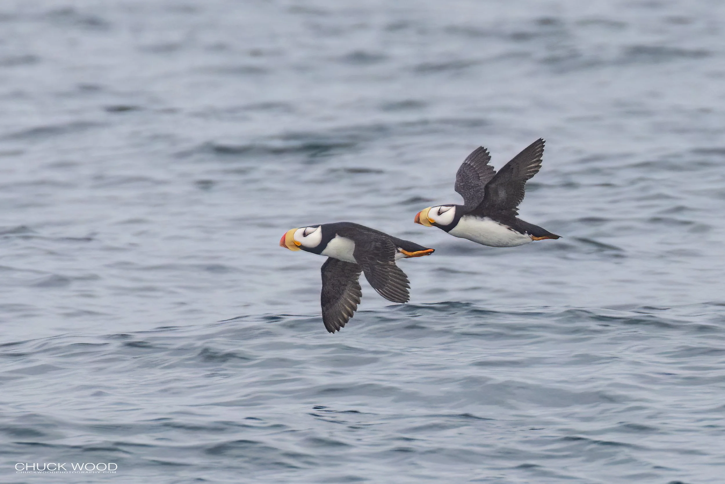   Resurection Bay, AK 2022 