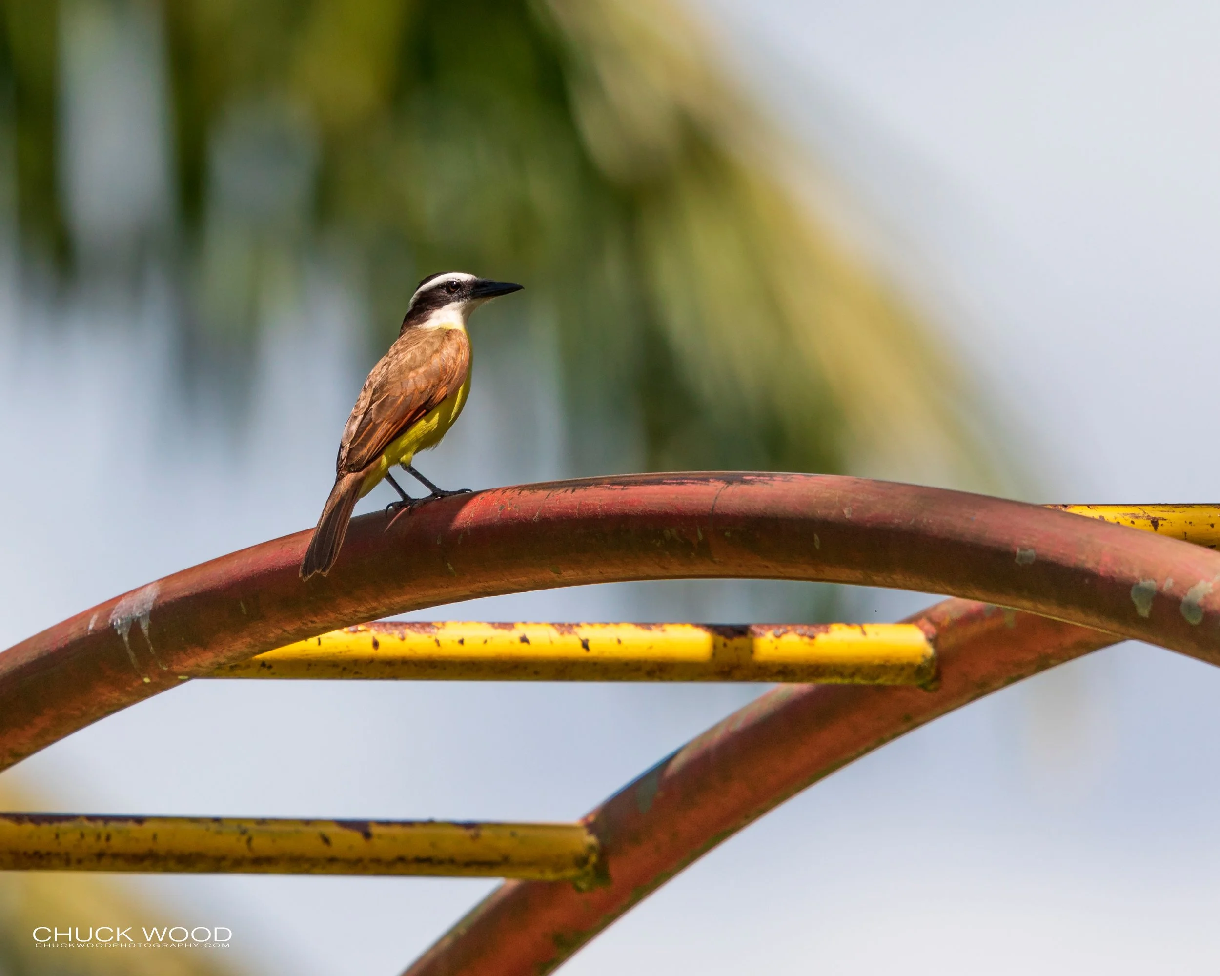 CATIE, Costa Rica 2020 I/ 