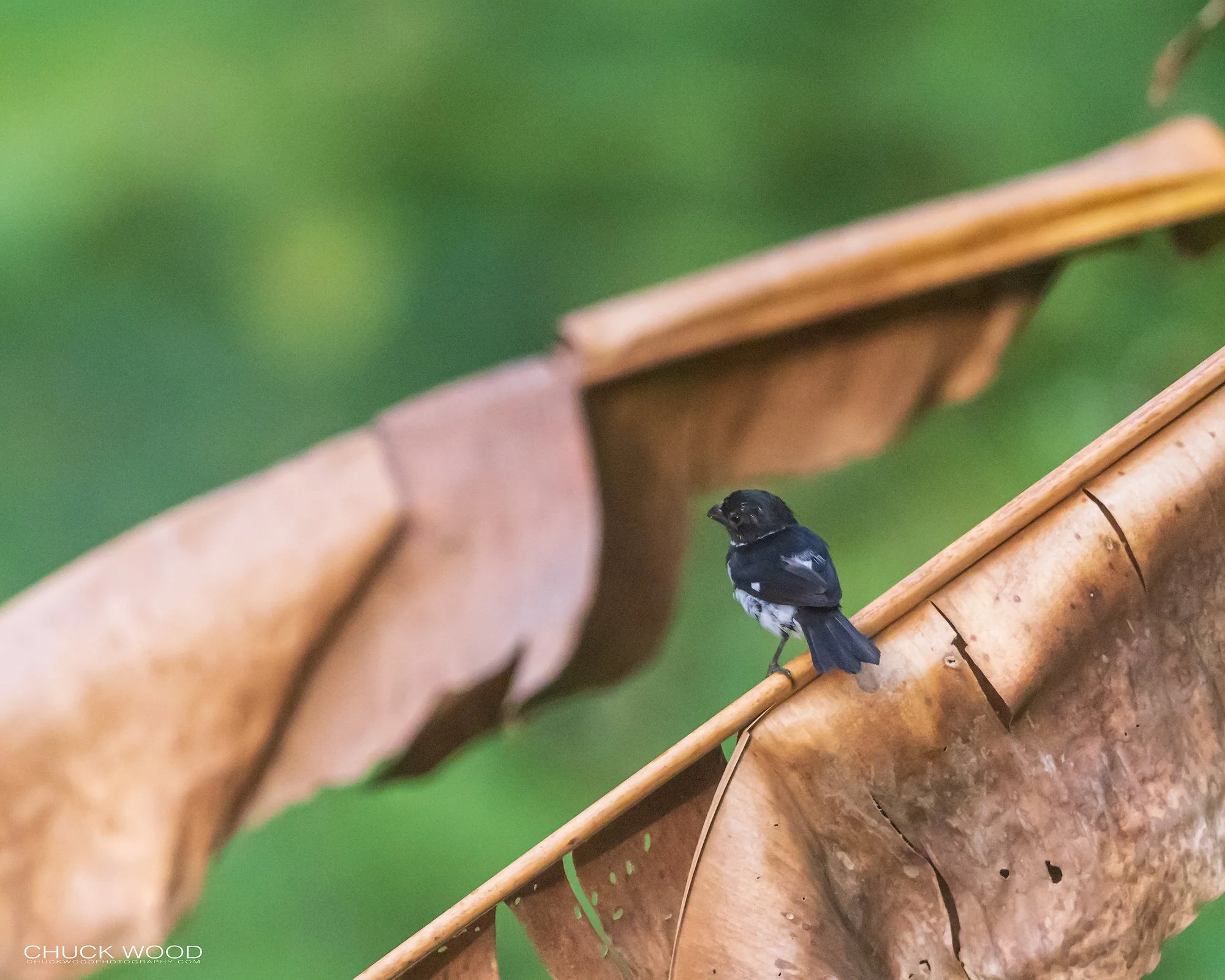  Osa Peninsula, Costa Rica 2022 