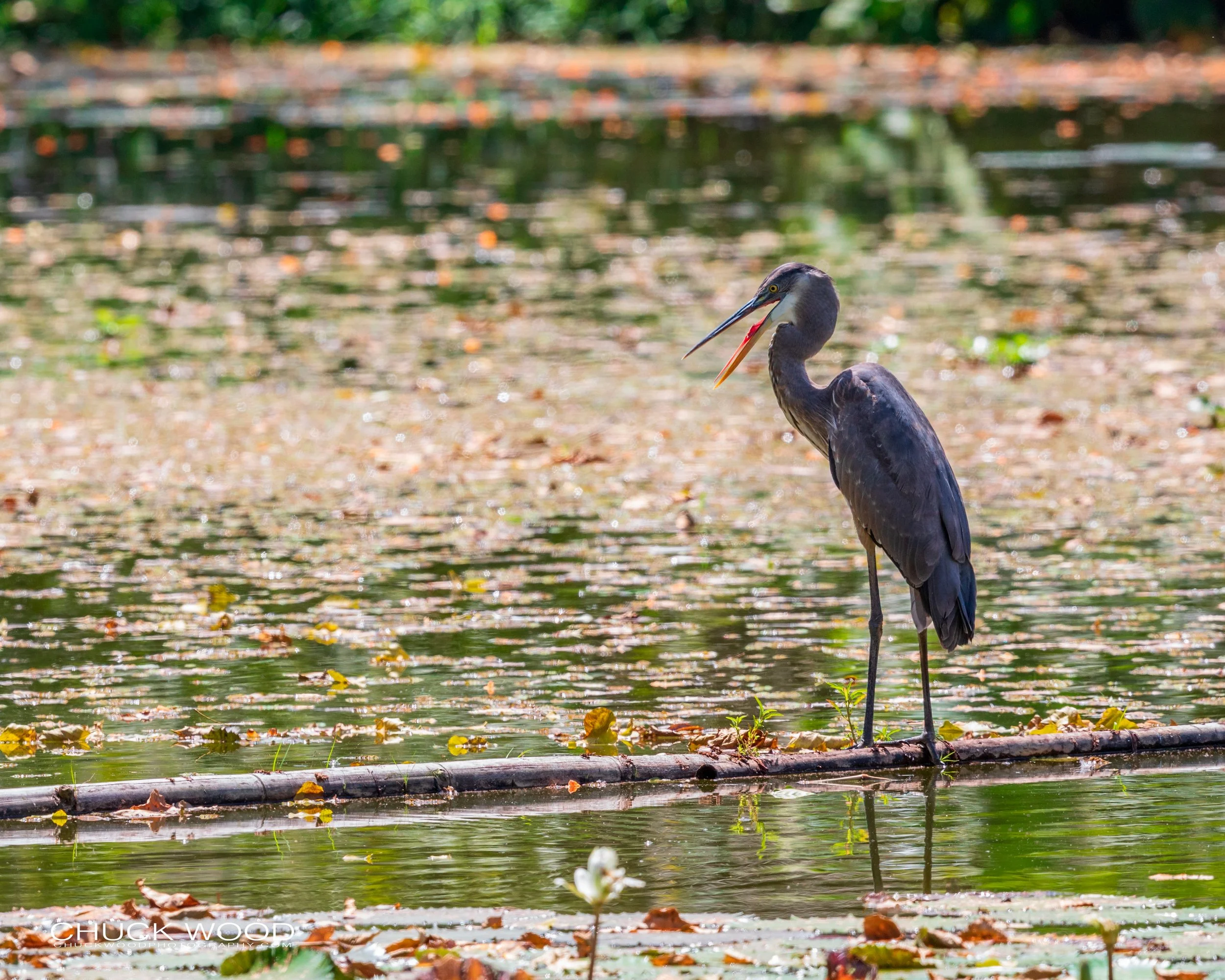  CATIE, Costa Rica 2020 