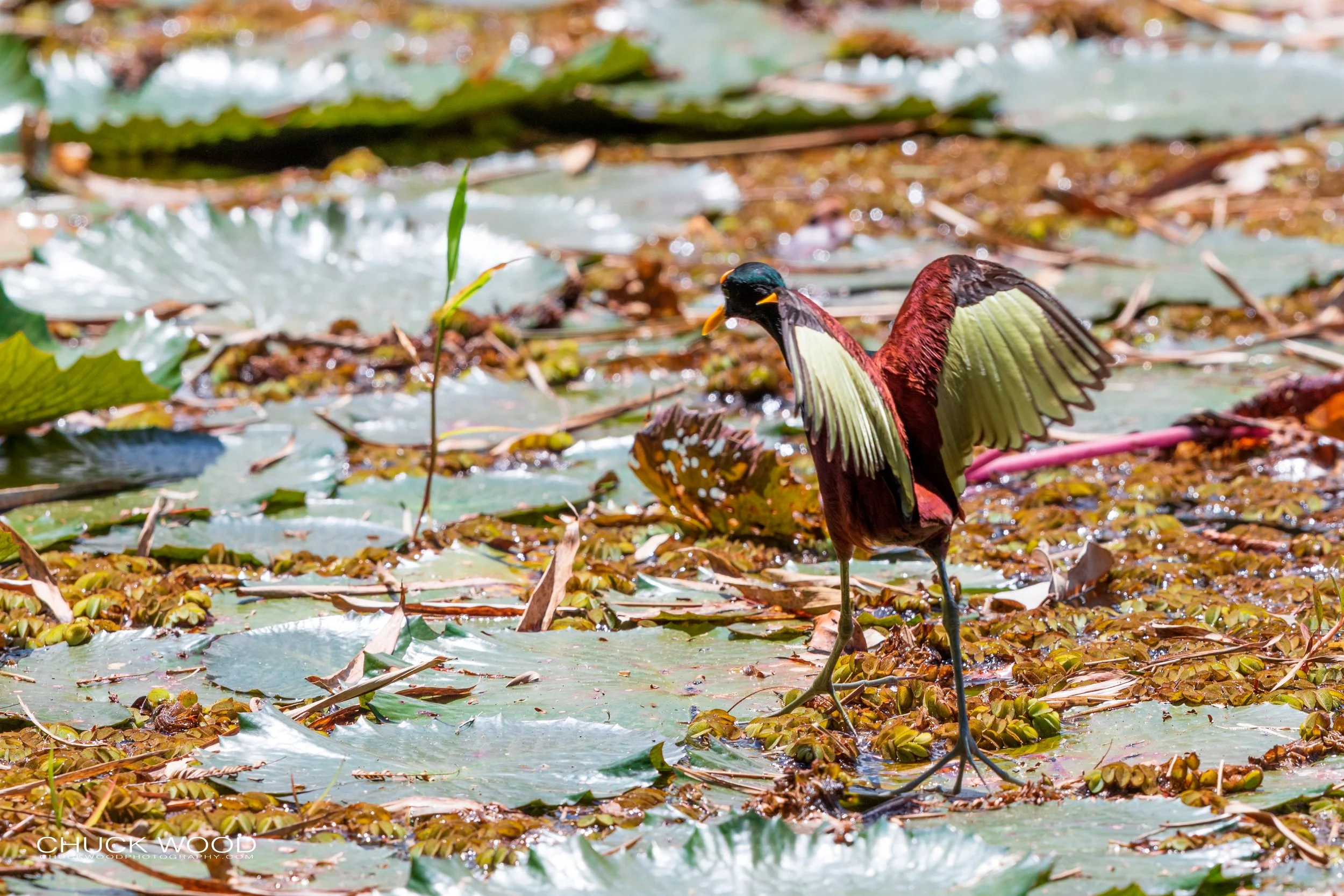  CATIE, Costa Rica 2020 