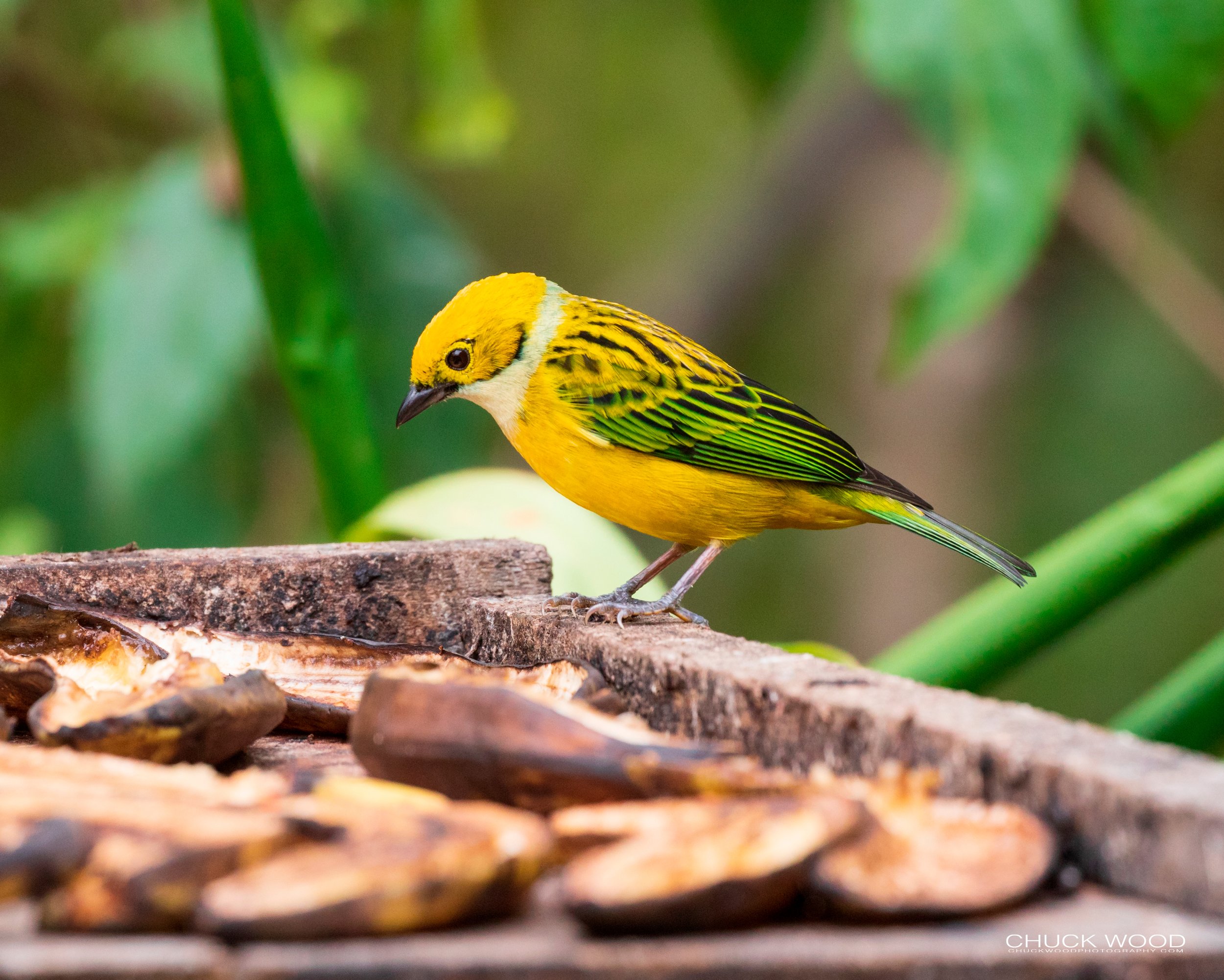  Bosque Del Tolomunco, Costa Rica 2020 