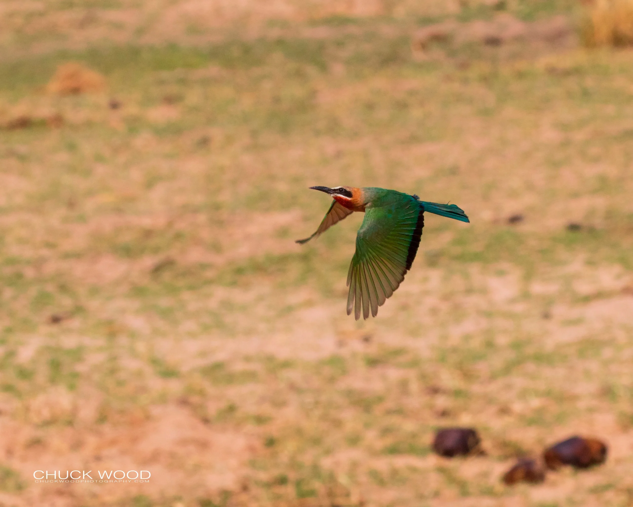  Mana Pools, Zimbabwe 2019 