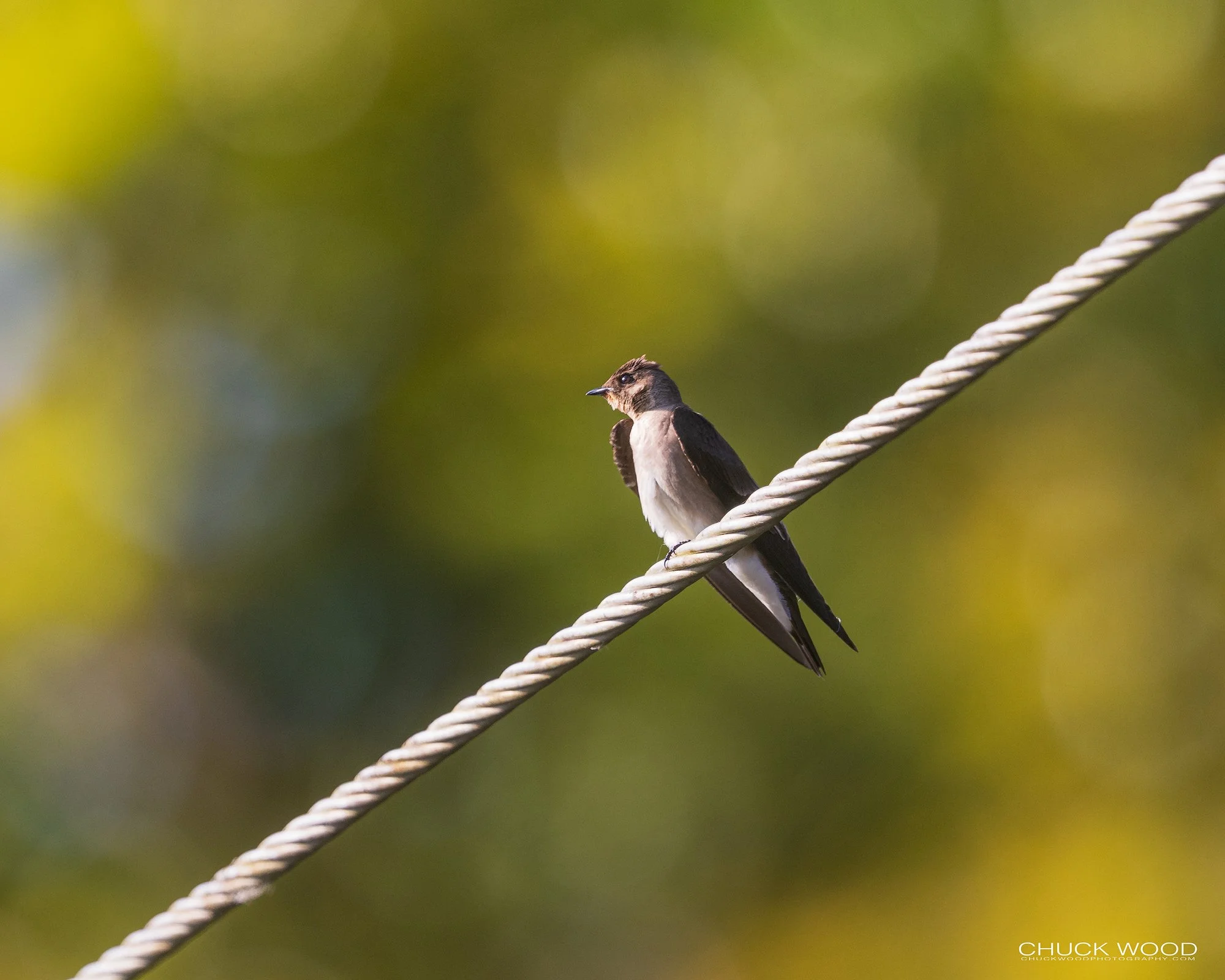  Osa Peninsula, Costa Rica 2022 