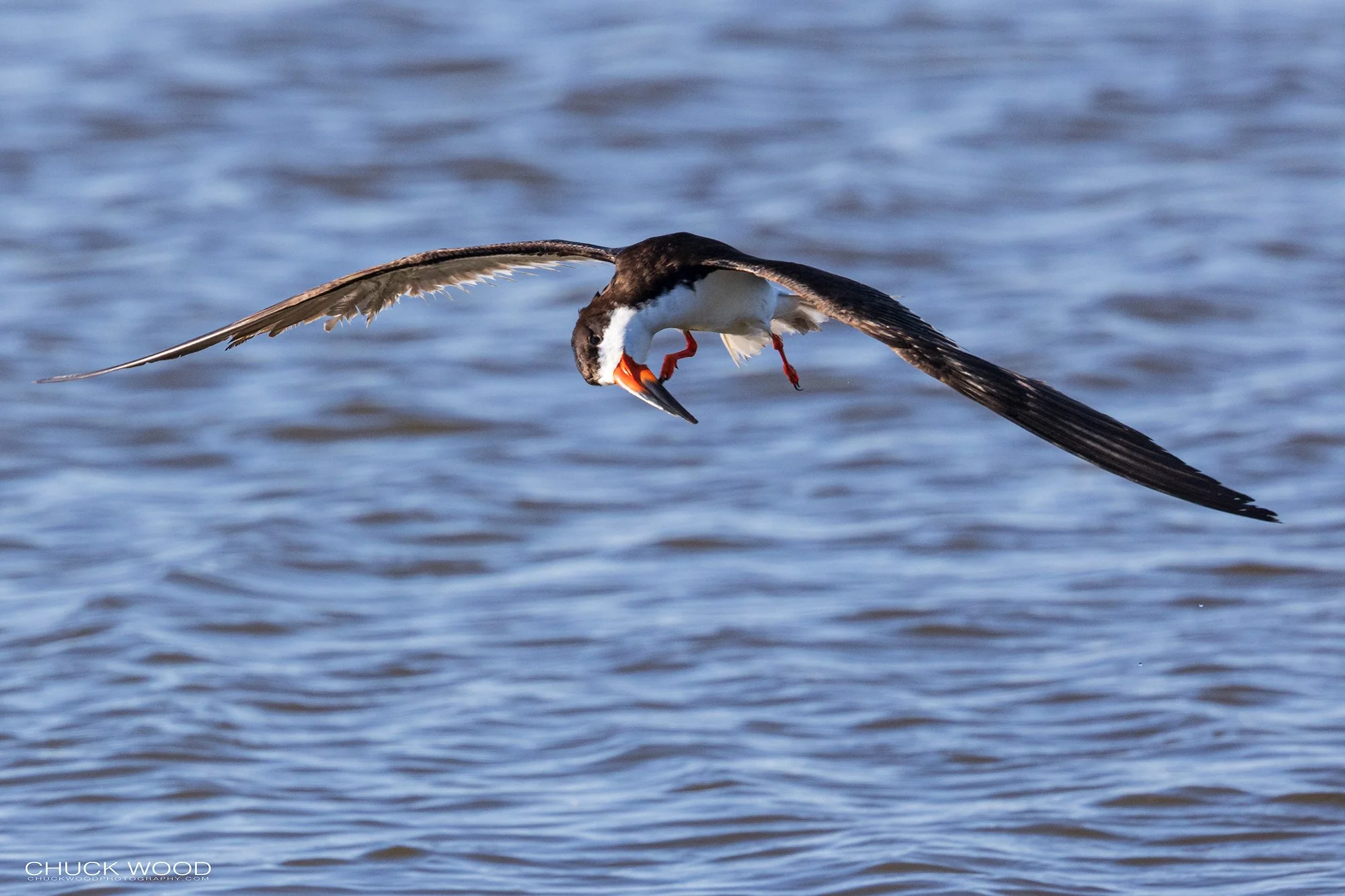  Forsythe NWR, NJ 2021 